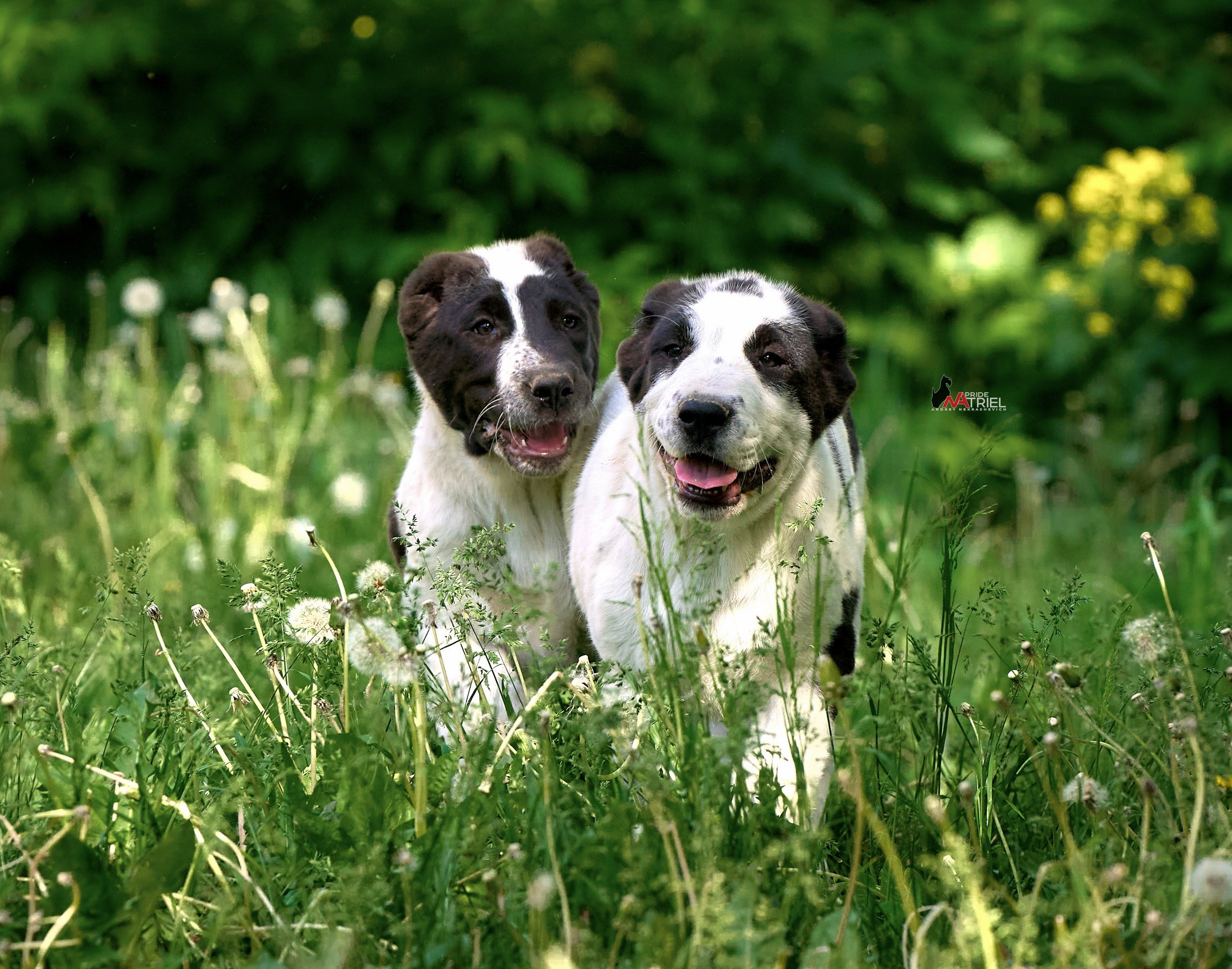 Щенки на прогулке — галерея NATRIEL