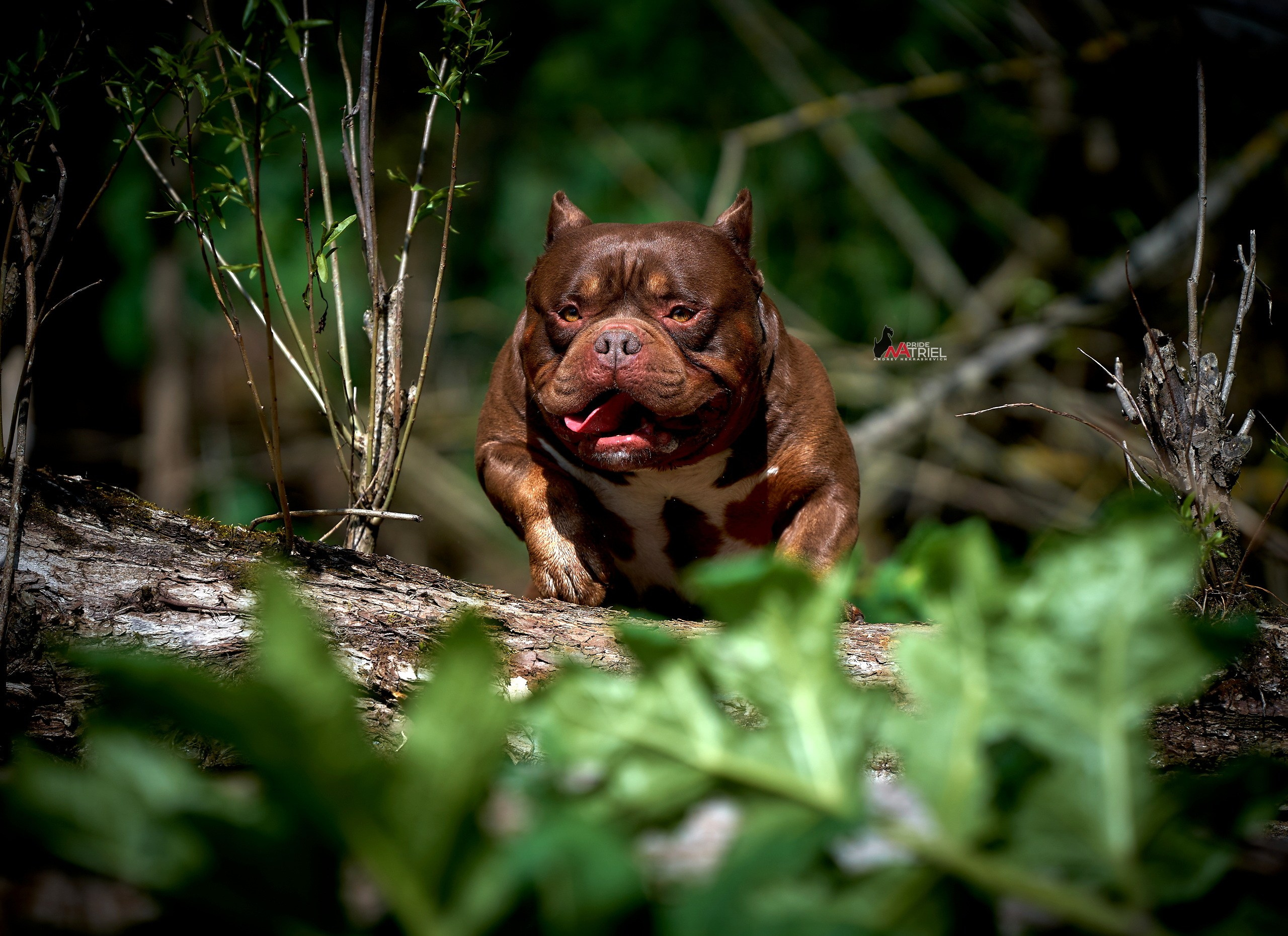 Прогулка в движении — галерея NATRIEL