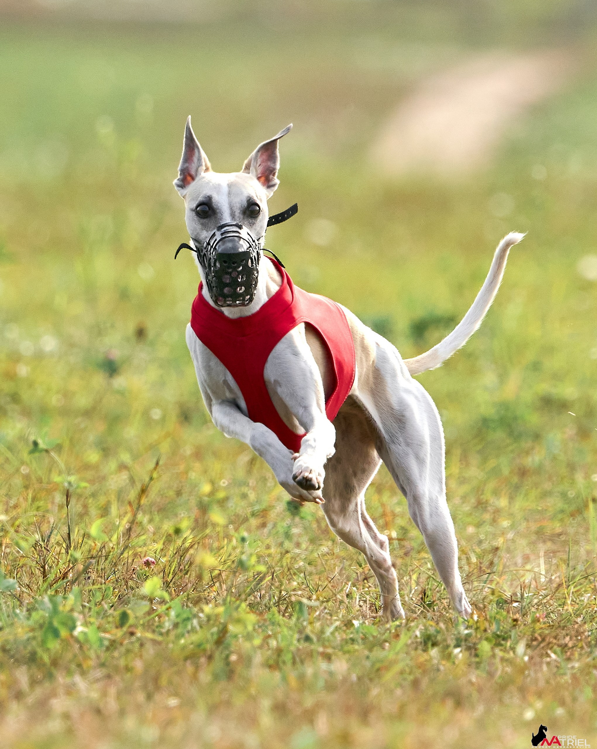 Съемка курсинг — галерея NATRIEL