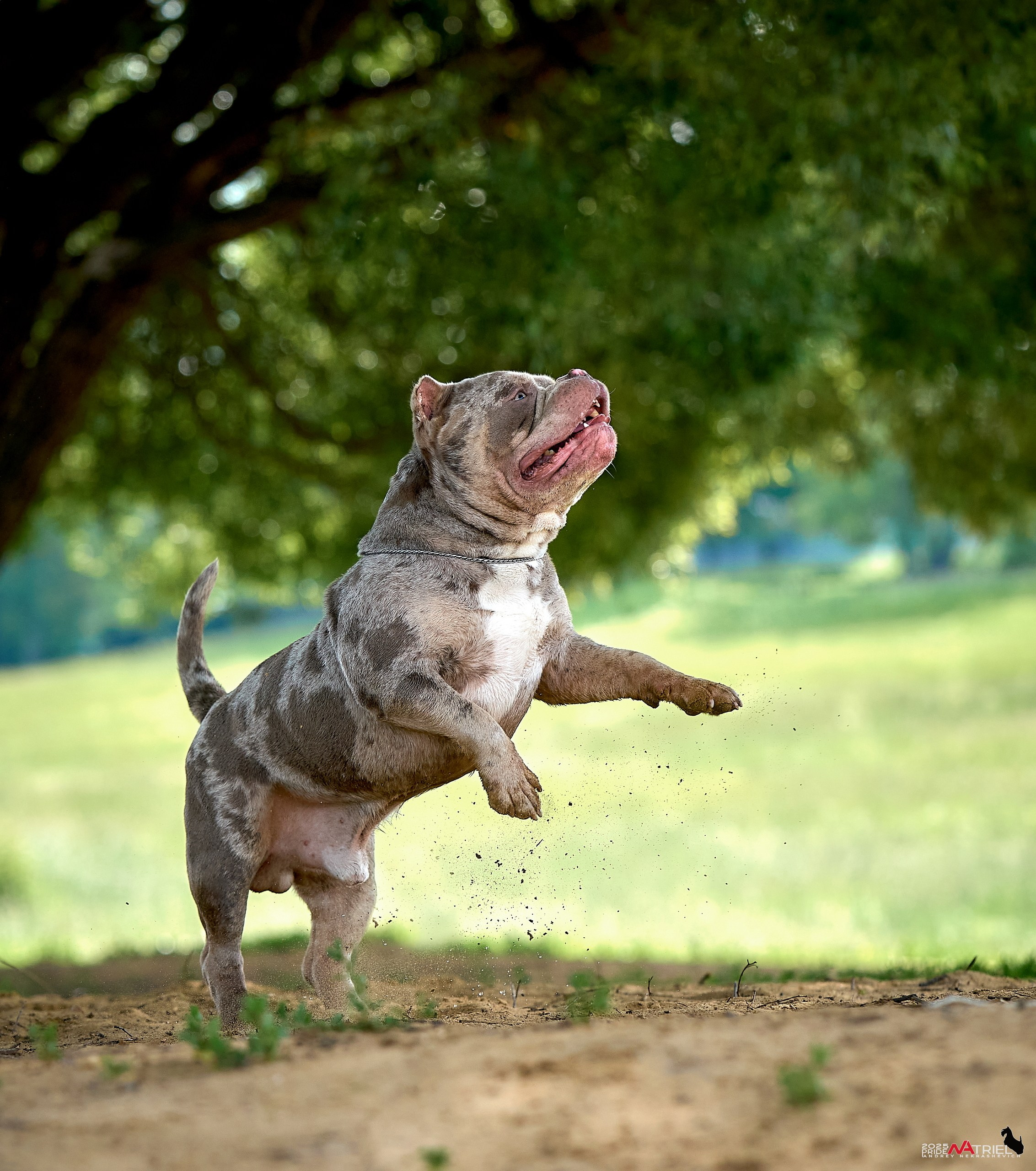 Съемка собак породы булли на природе