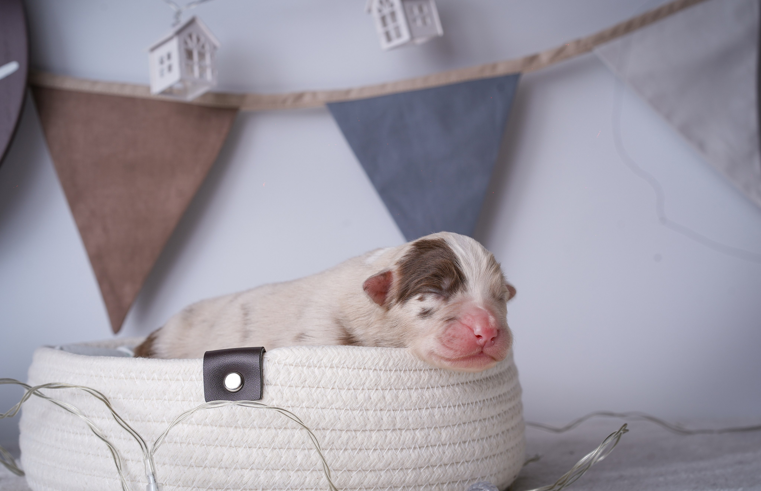 Щенули аусси. Фотограф-анималист в Санкт-Петербурге Яна Мартынова