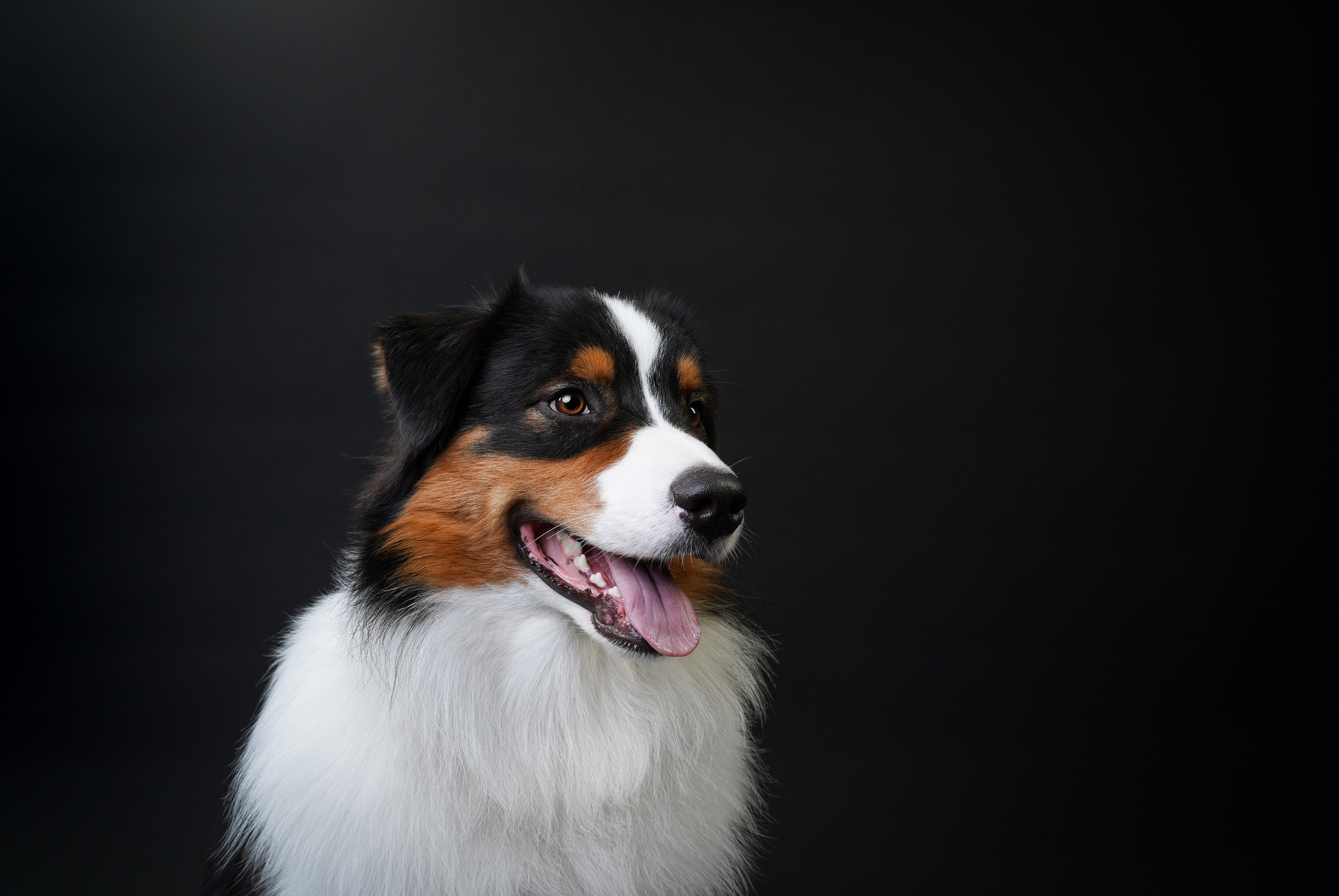 Аусси Бэст. Фотограф-анималист в Санкт-Петербурге Яна Мартынова