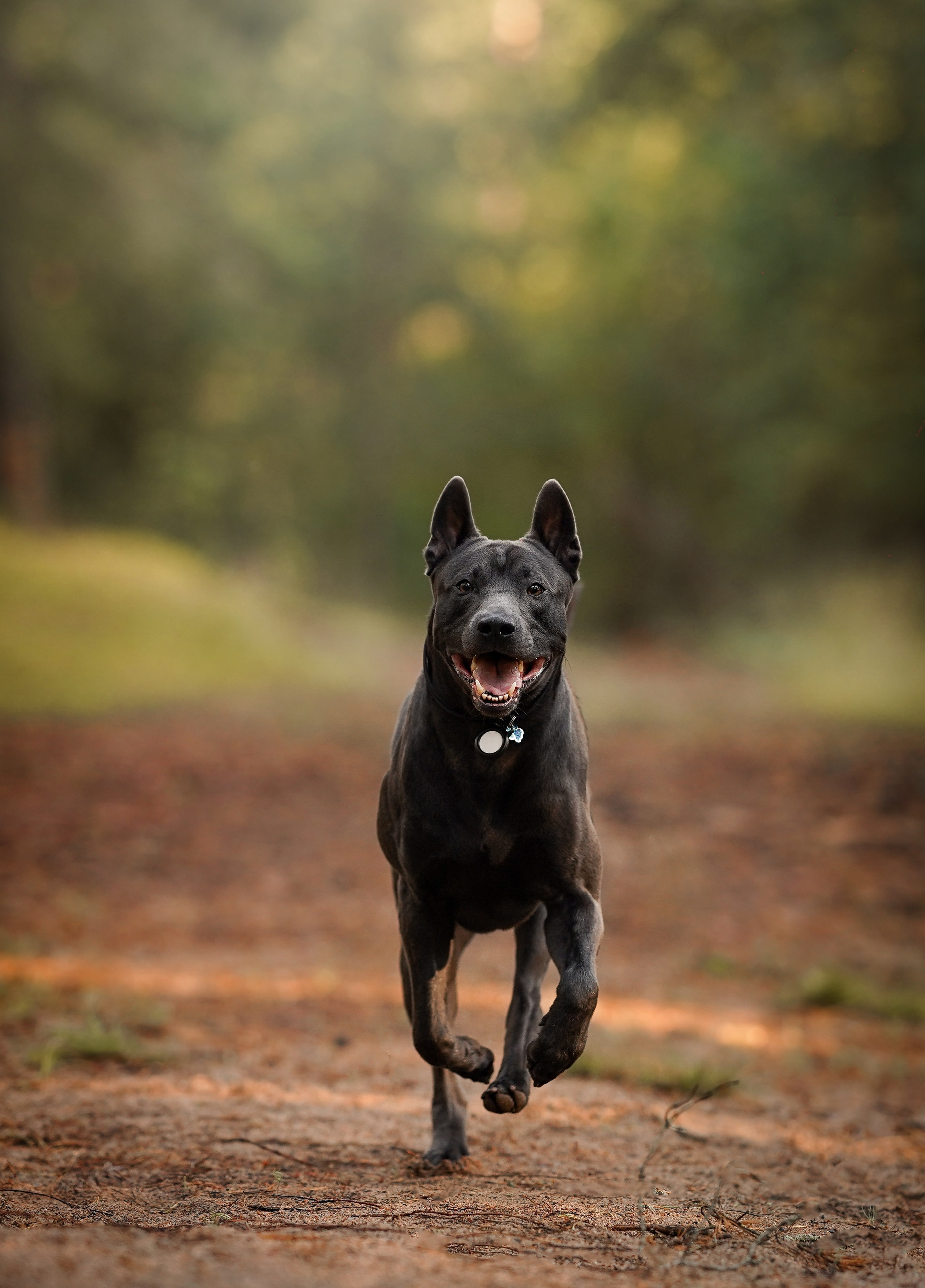Вероника и Адам. Фотограф-анималист в Санкт-Петербурге Яна Мартынова
