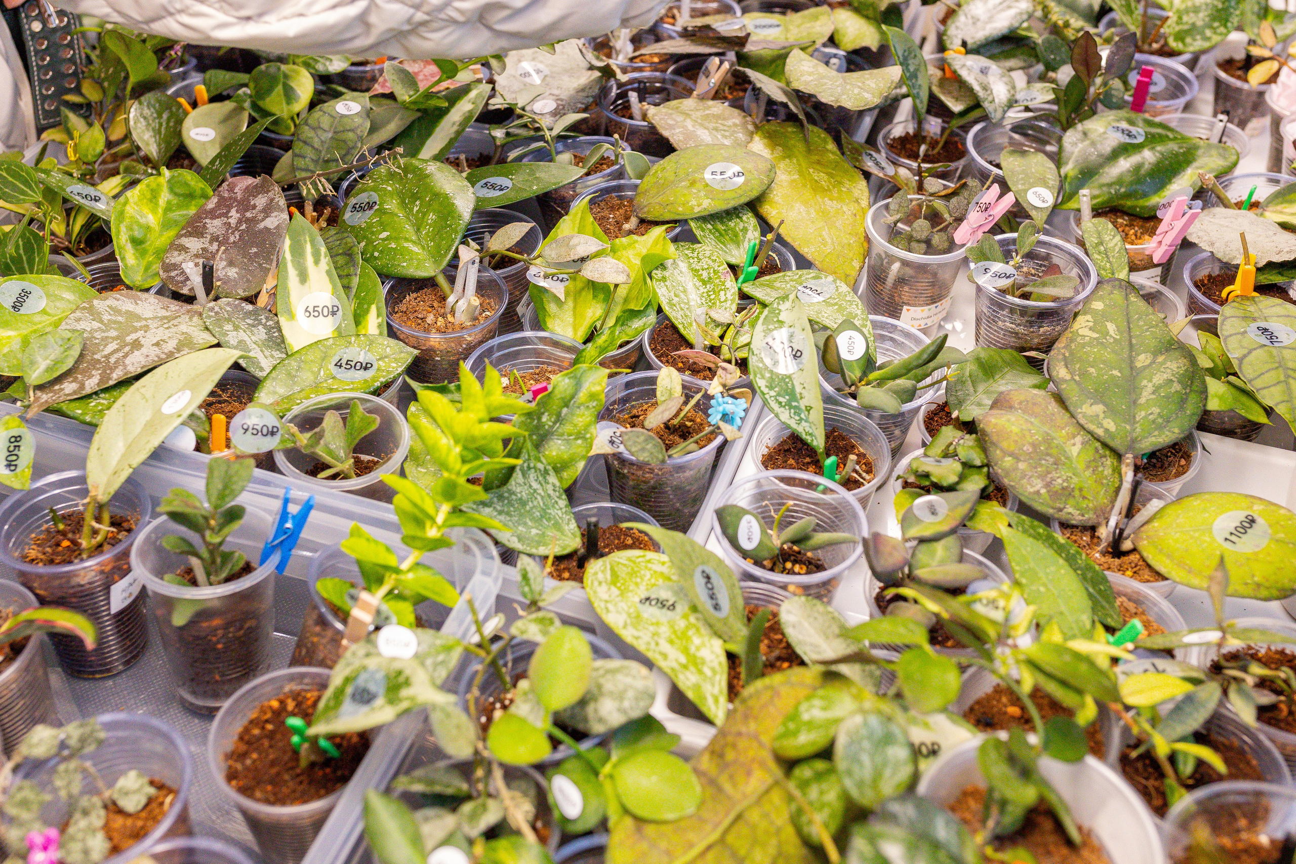 Монстериум 11–12 октября. Александра Куликова фотограф, Москва