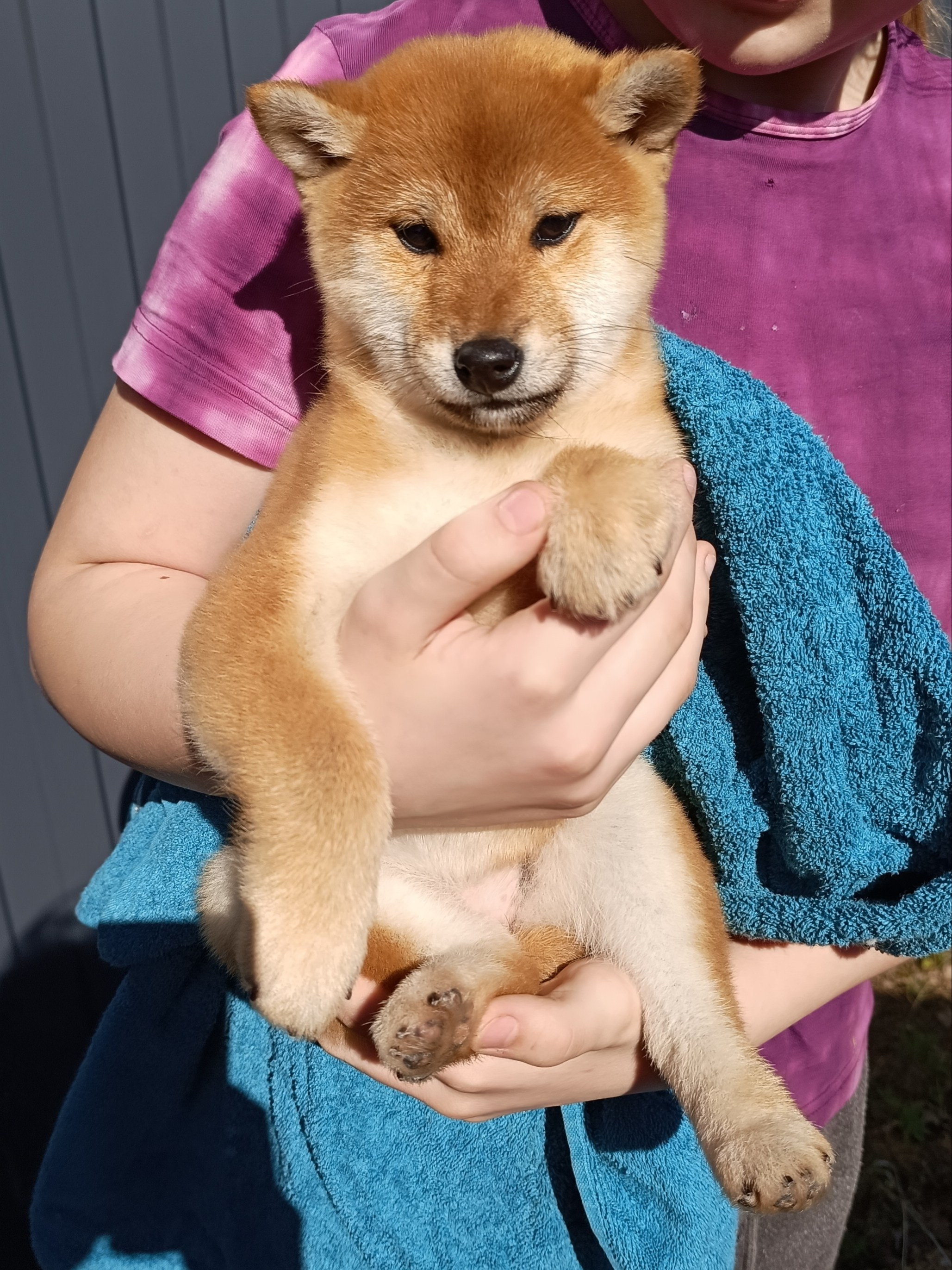 Сиба Rubylight Emma питомник Рубилайт 