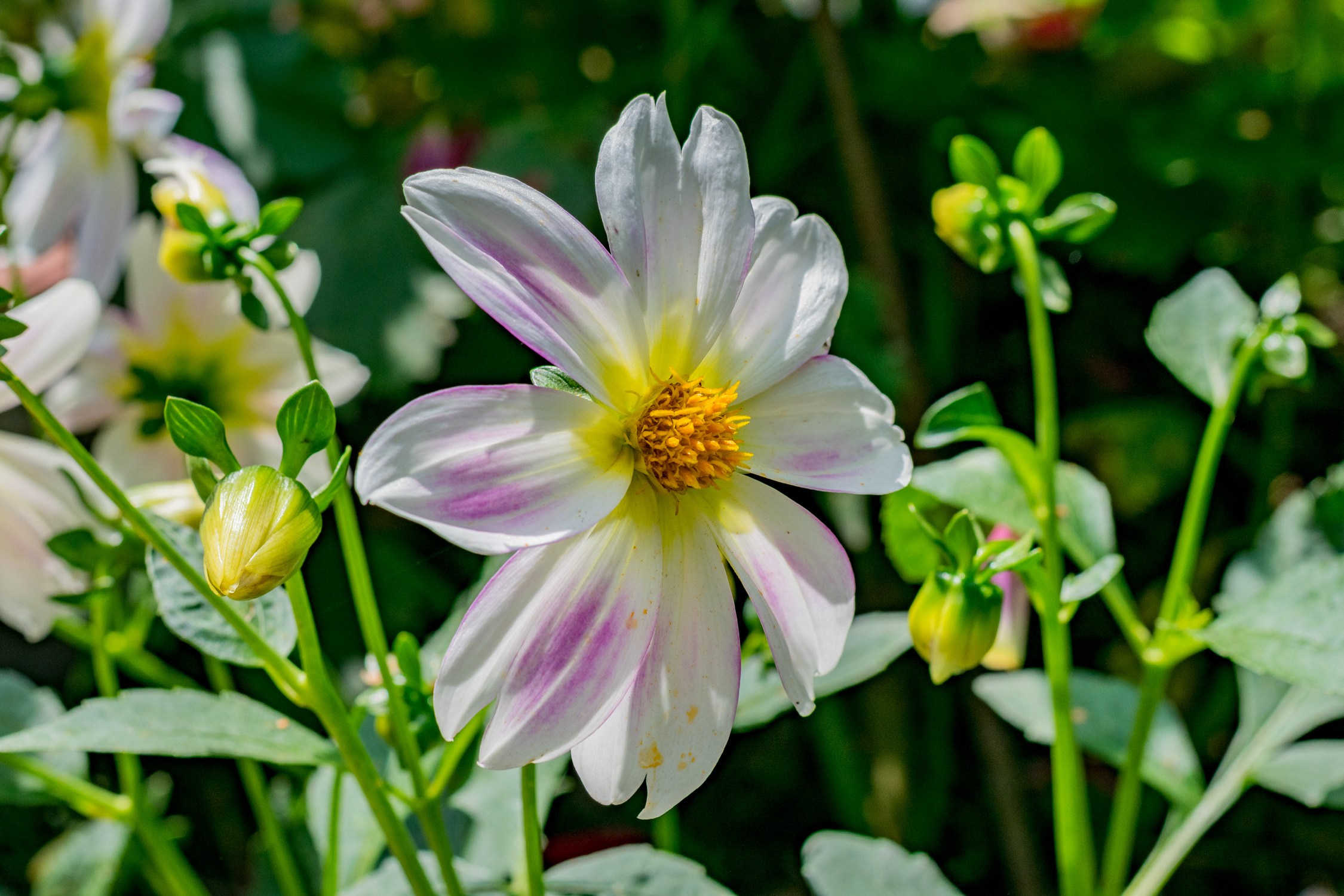 Виноградники на Хехцире Антон Курдюмов фотограф в Хабаровске Рина Курдюмова фото27 foto27 Антон Дорофеев репортажный репортаж документалист Тони и Рина фотосоздатели Виноградники Хехцир 2024 Хабаровск виноград дикий фермер фермерство дачный сезон
