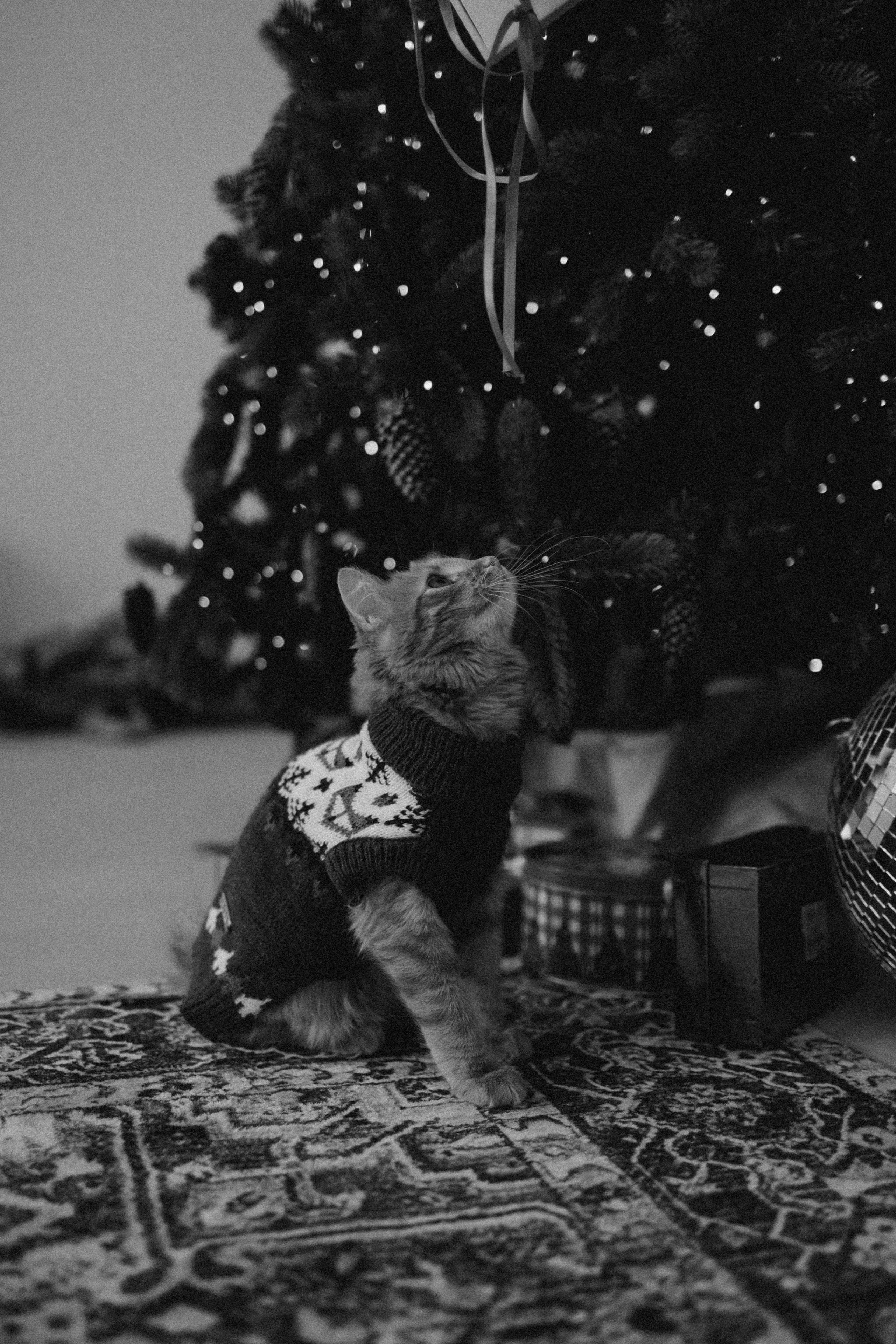 Камилла и ее девочки. Фотограф — Анималист | Санкт-Петербург