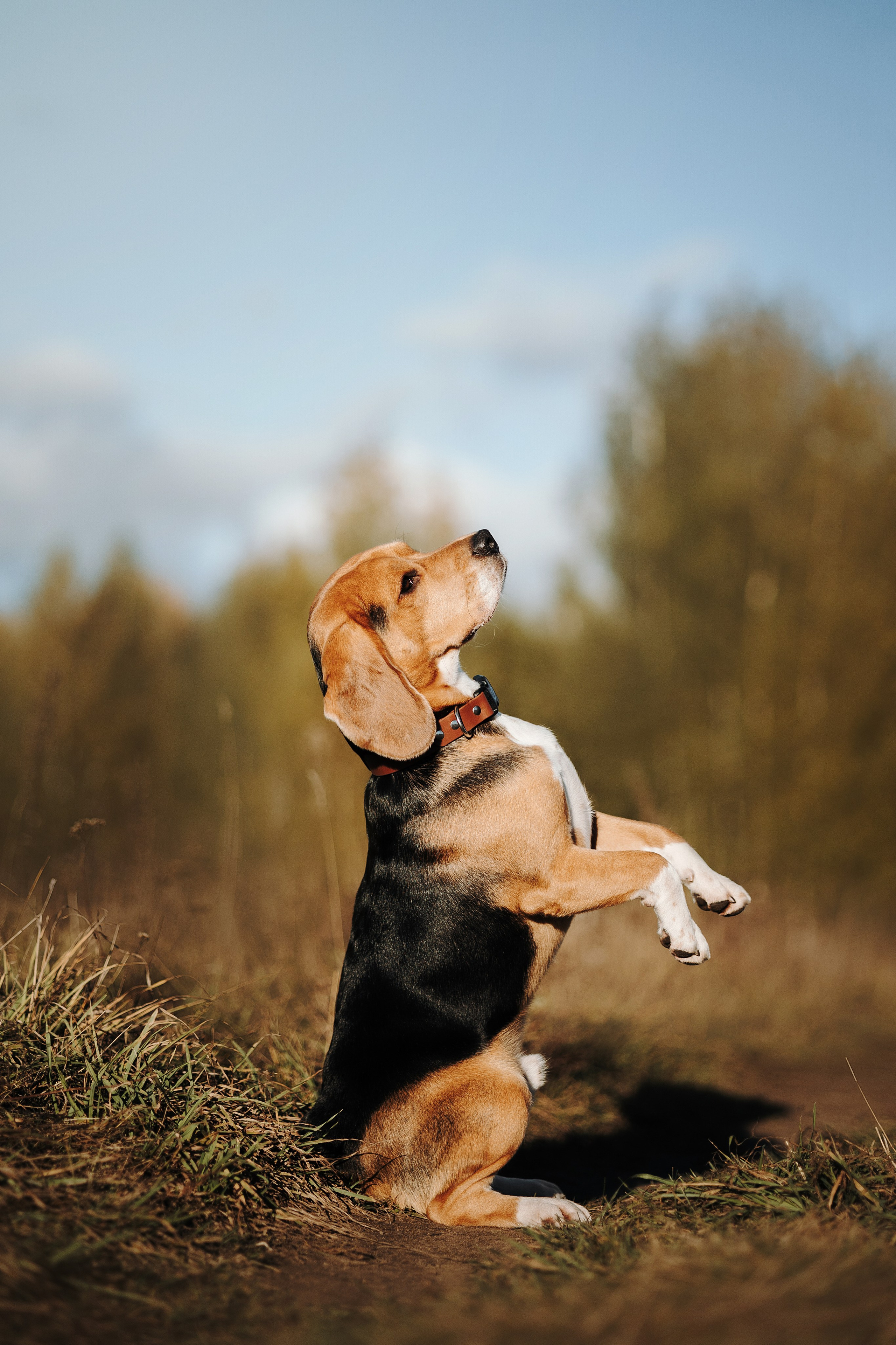 Оуджи и его семья. Фотограф — Анималист | Санкт-Петербург