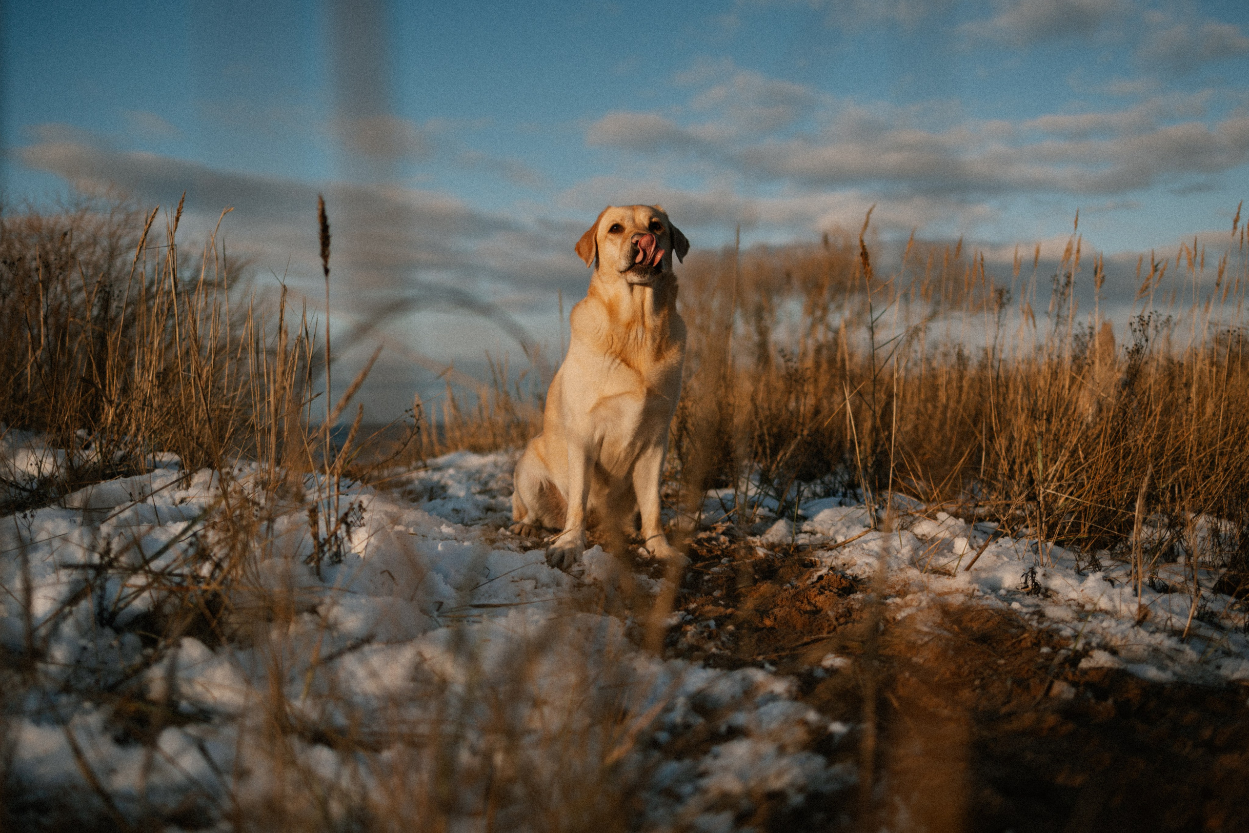 Ирина и Бася. Фотограф — Анималист | Санкт-Петербург