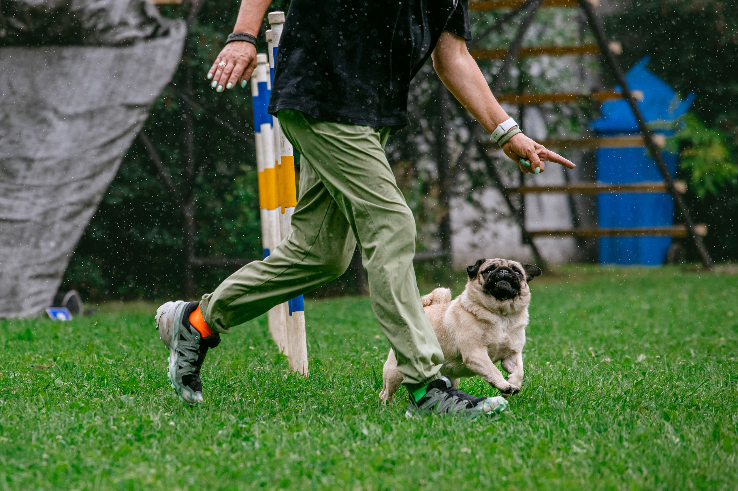 Соревнования по аджилити Долгопрудный 30.06.2025. Фотограф-анималист Татьяна Степанова