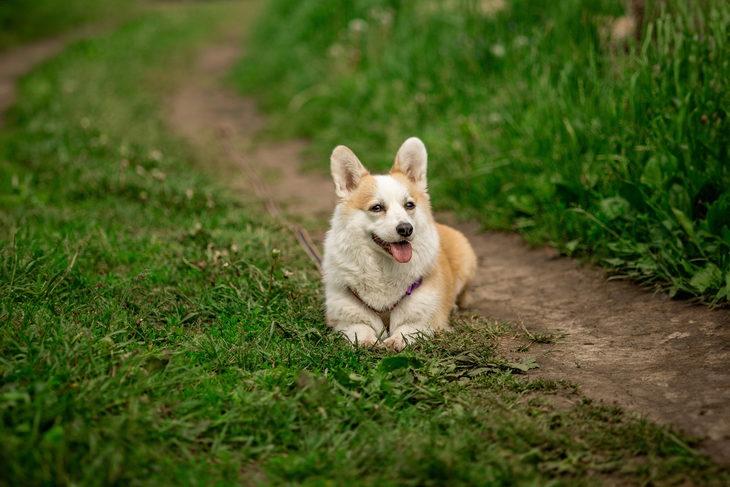 Съемка с собакой. Анастасия Белаш