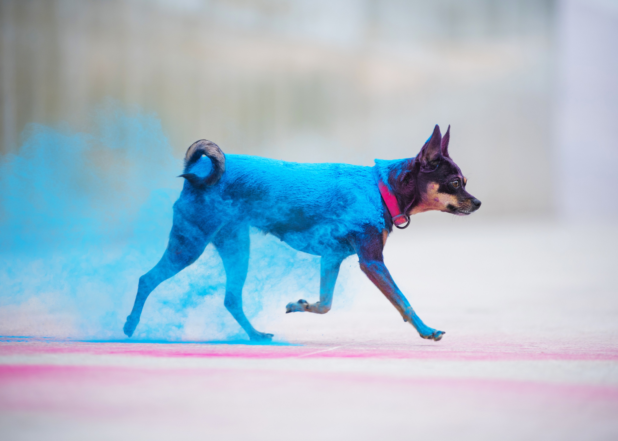 Мотя и краски холли. Дог-фотограф в Тюмени Александра Королева