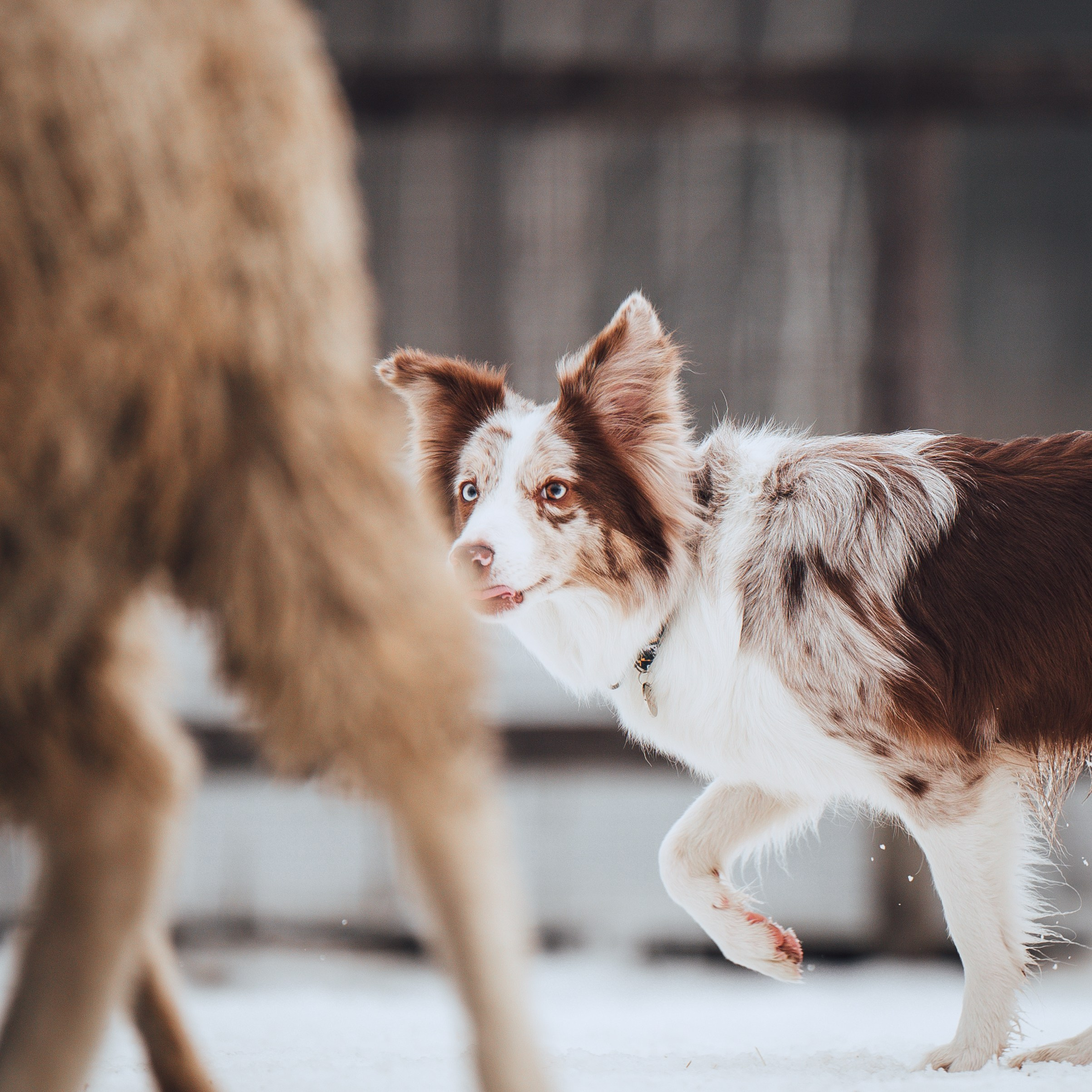 Пастьба. Семейный фотограф анималист Ананьева Мария — Москва