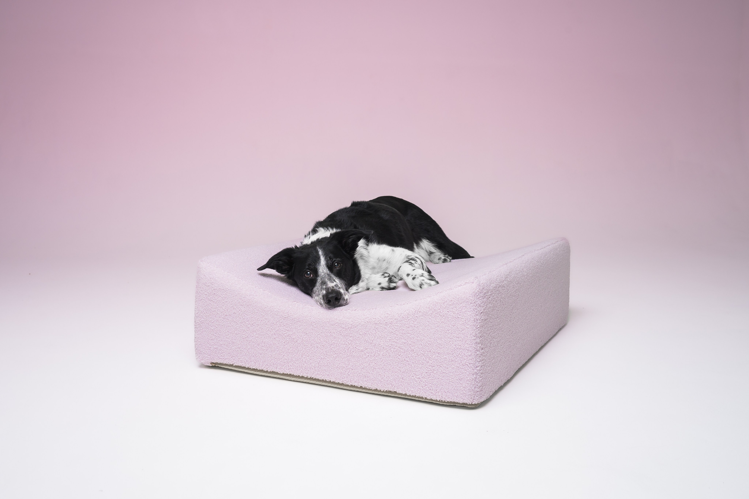 Chilldog. Семейный фотограф анималист Ананьева Мария — Москва