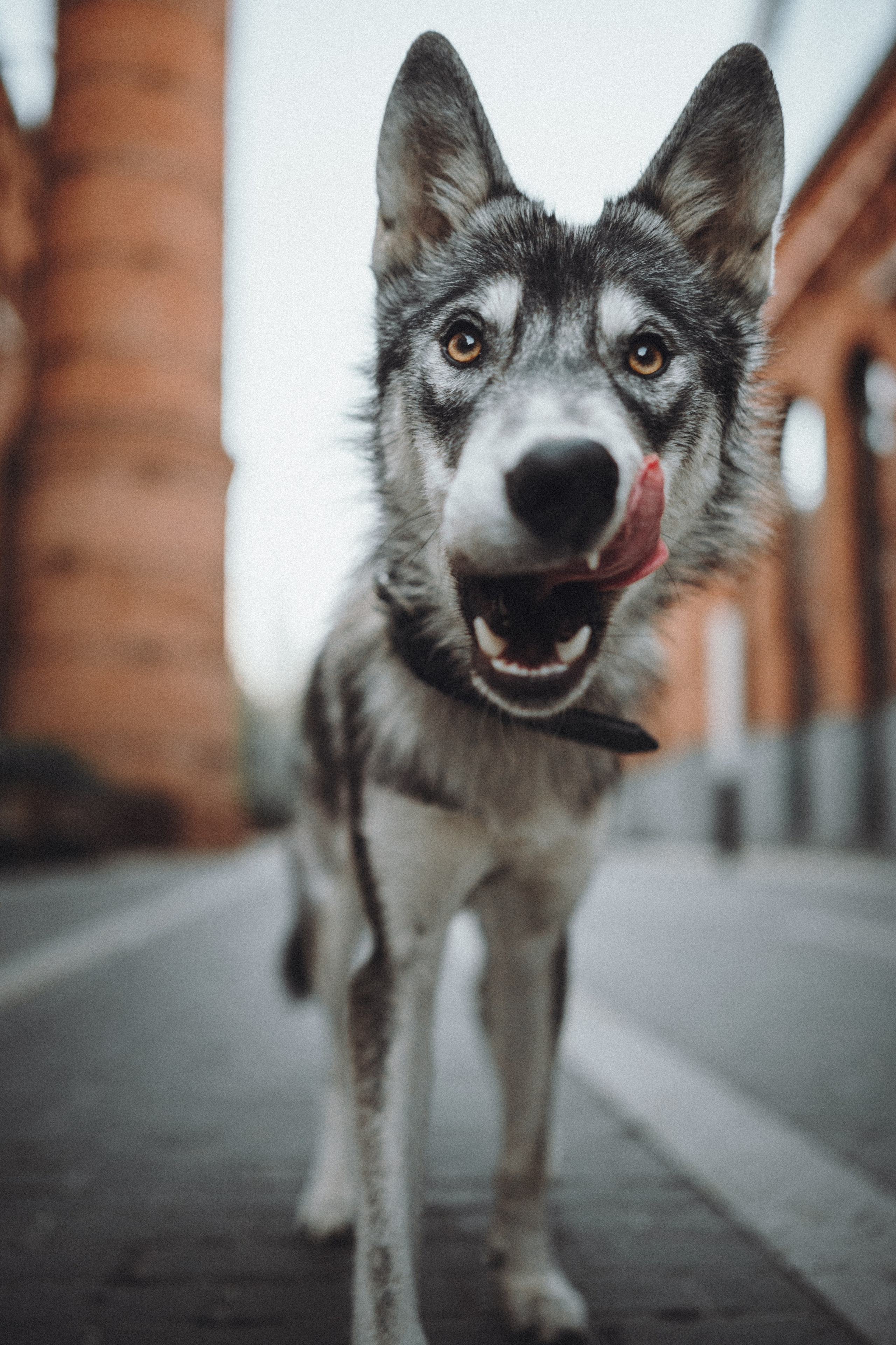 Вика и Кора. Семейный фотограф анималист Ананьева Мария — Москва