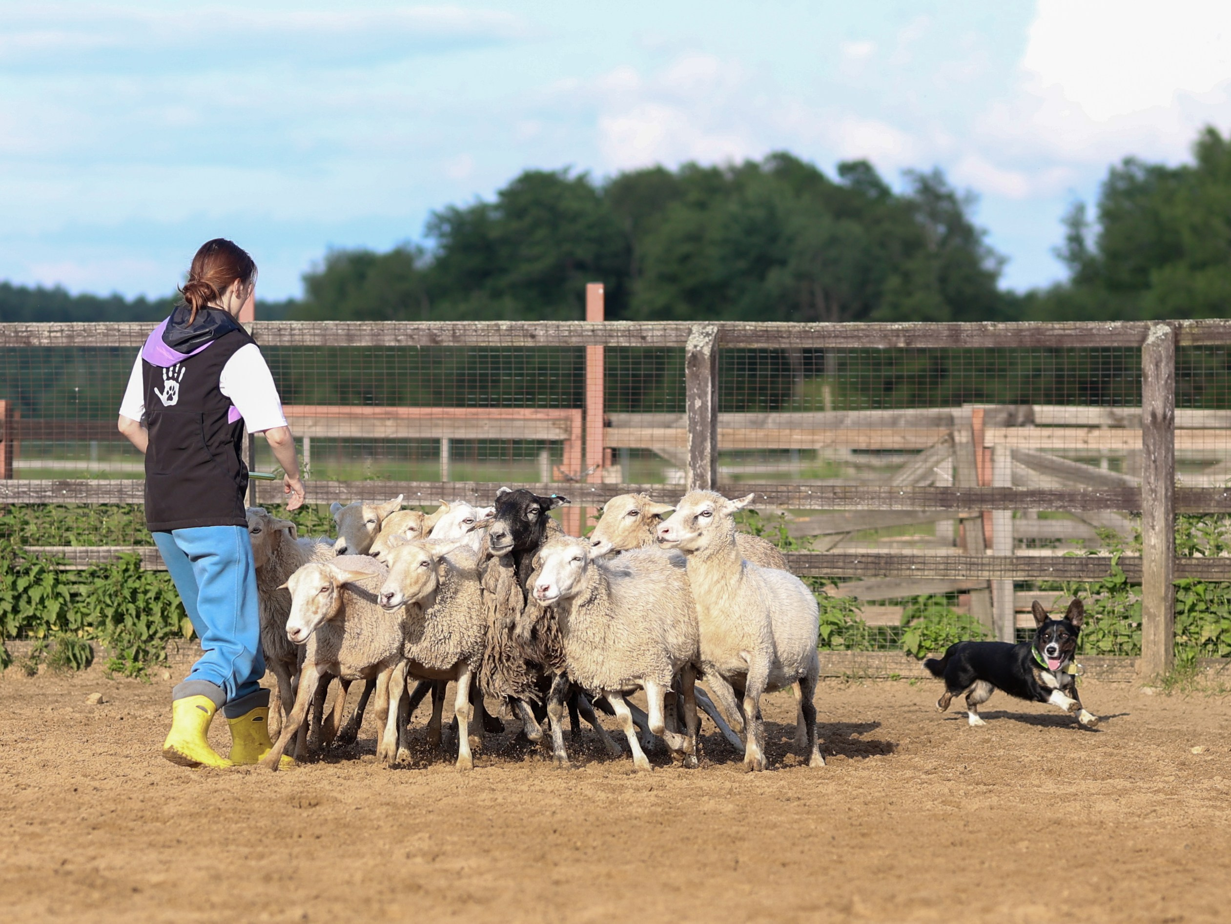 Пастьба. Фотограф-анималист в Москве Кириллова Татьяна