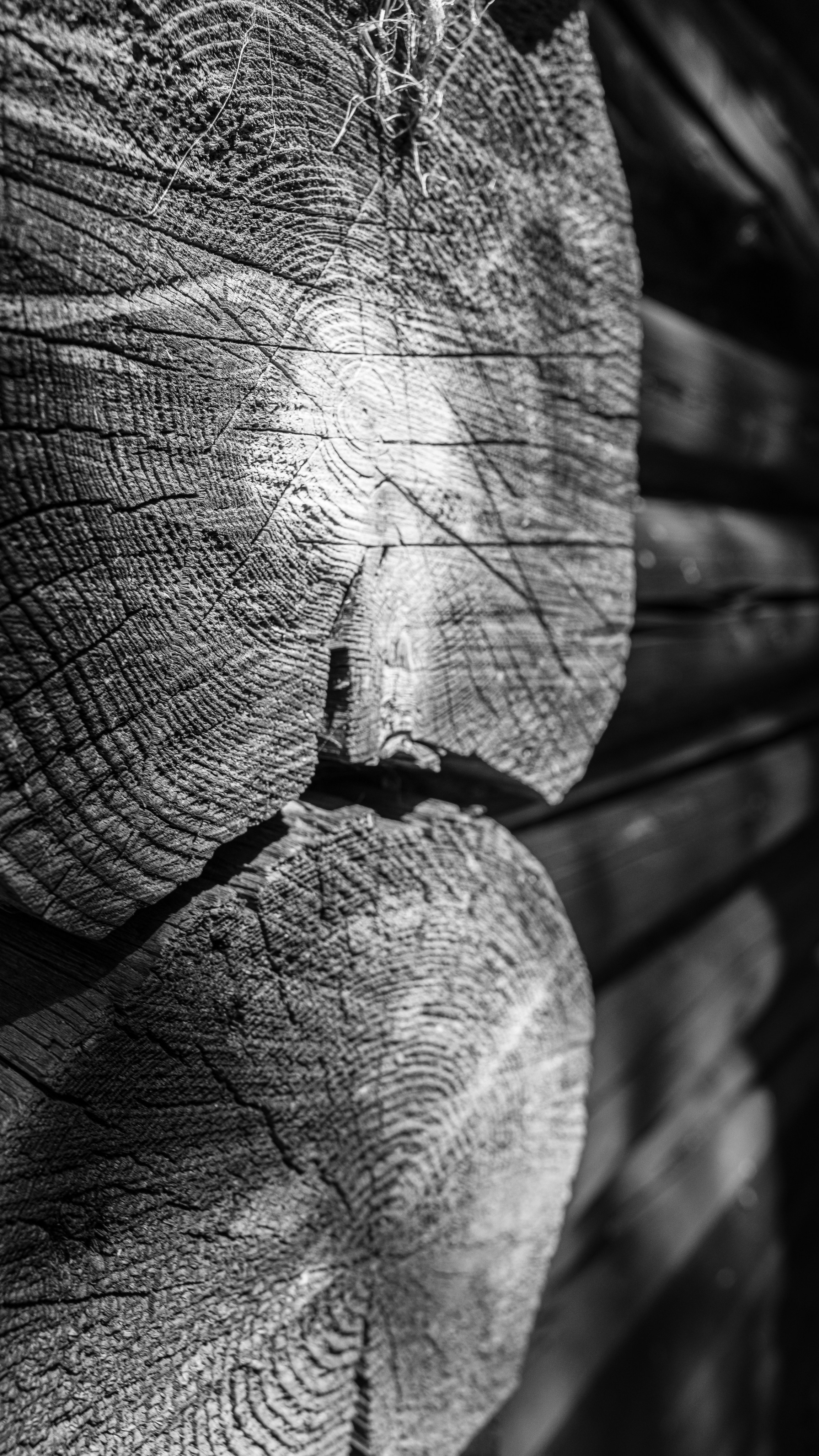 Полянка. Анастасия Паршукова — фотограф Шерегеш Новосибирск