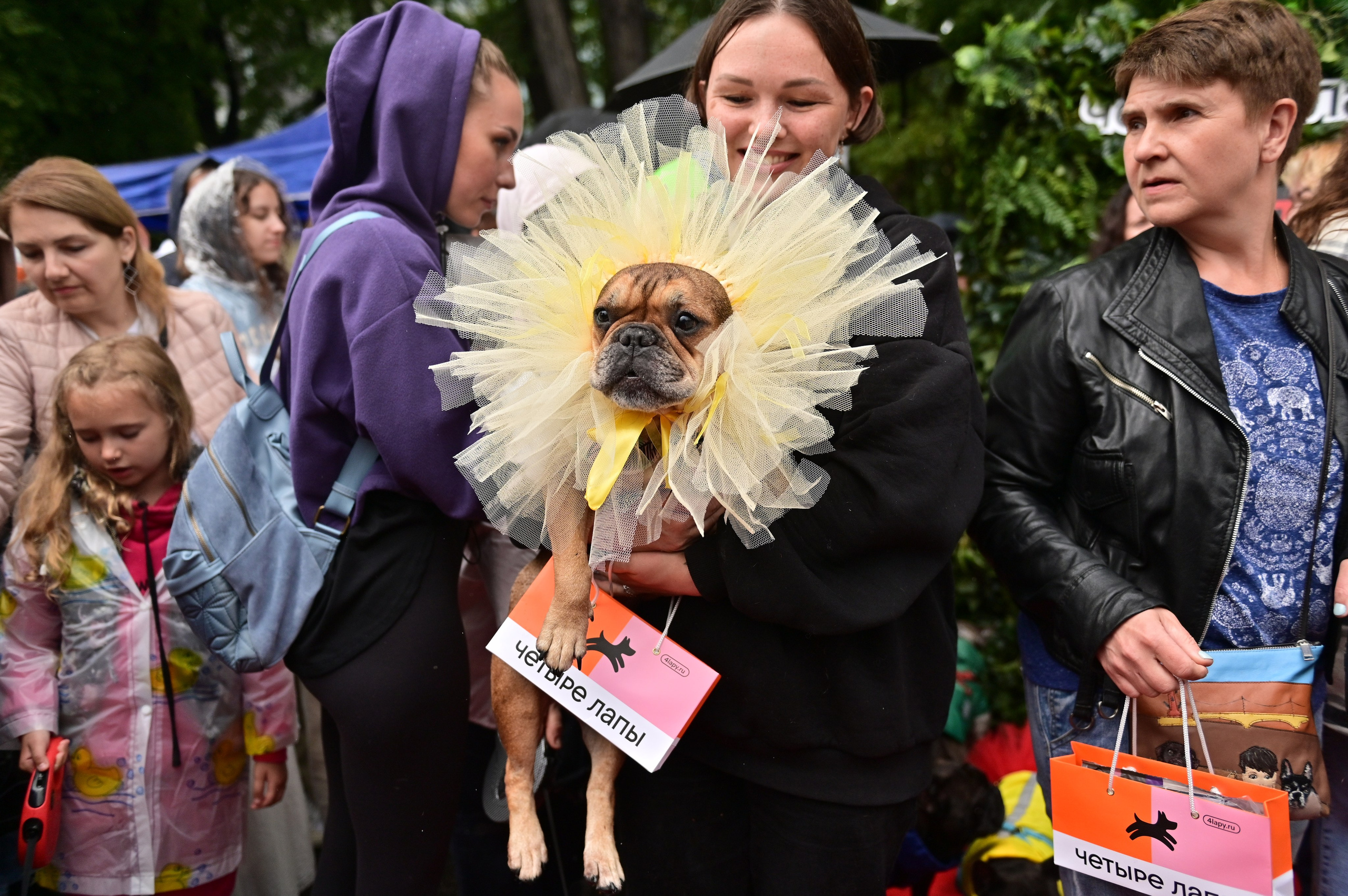 Парад французский бульдогов. Анна Пушина, фотограф, Москва, Королев, Пушкино