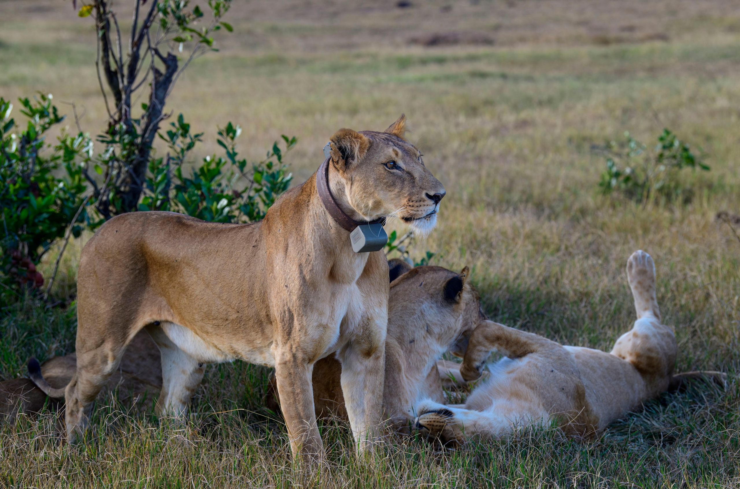Кения. Wildlife photography by Sergey Puponin