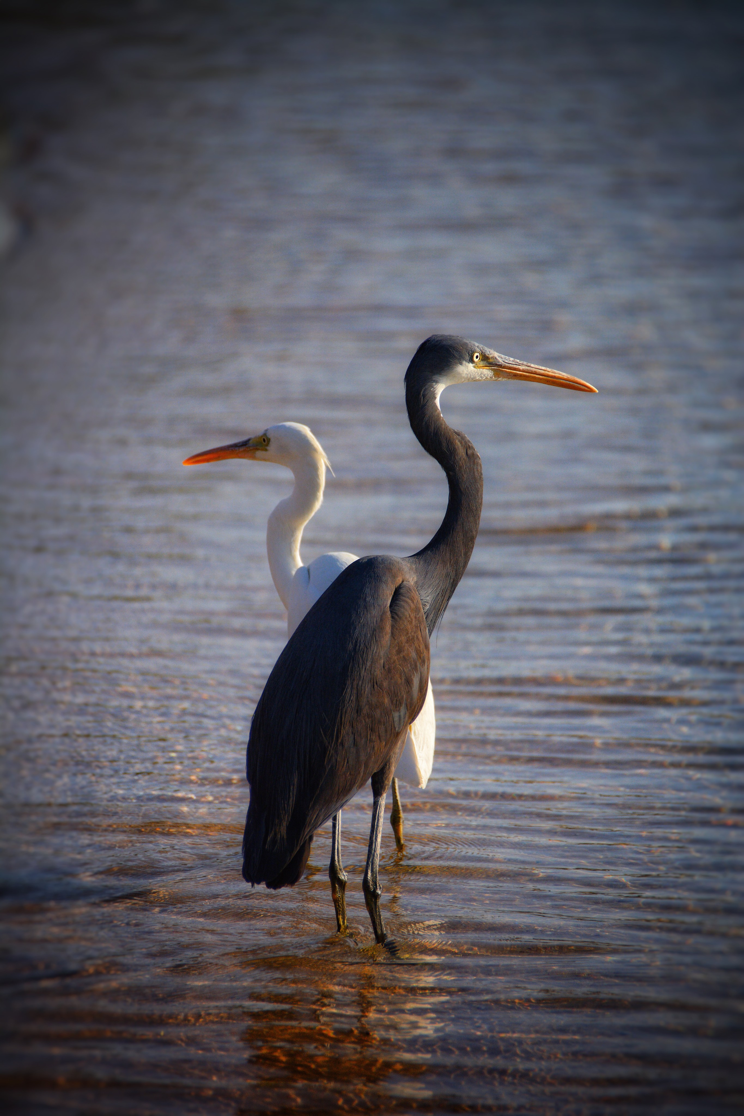 Мои работы. Фотограф Ваших событий 📸