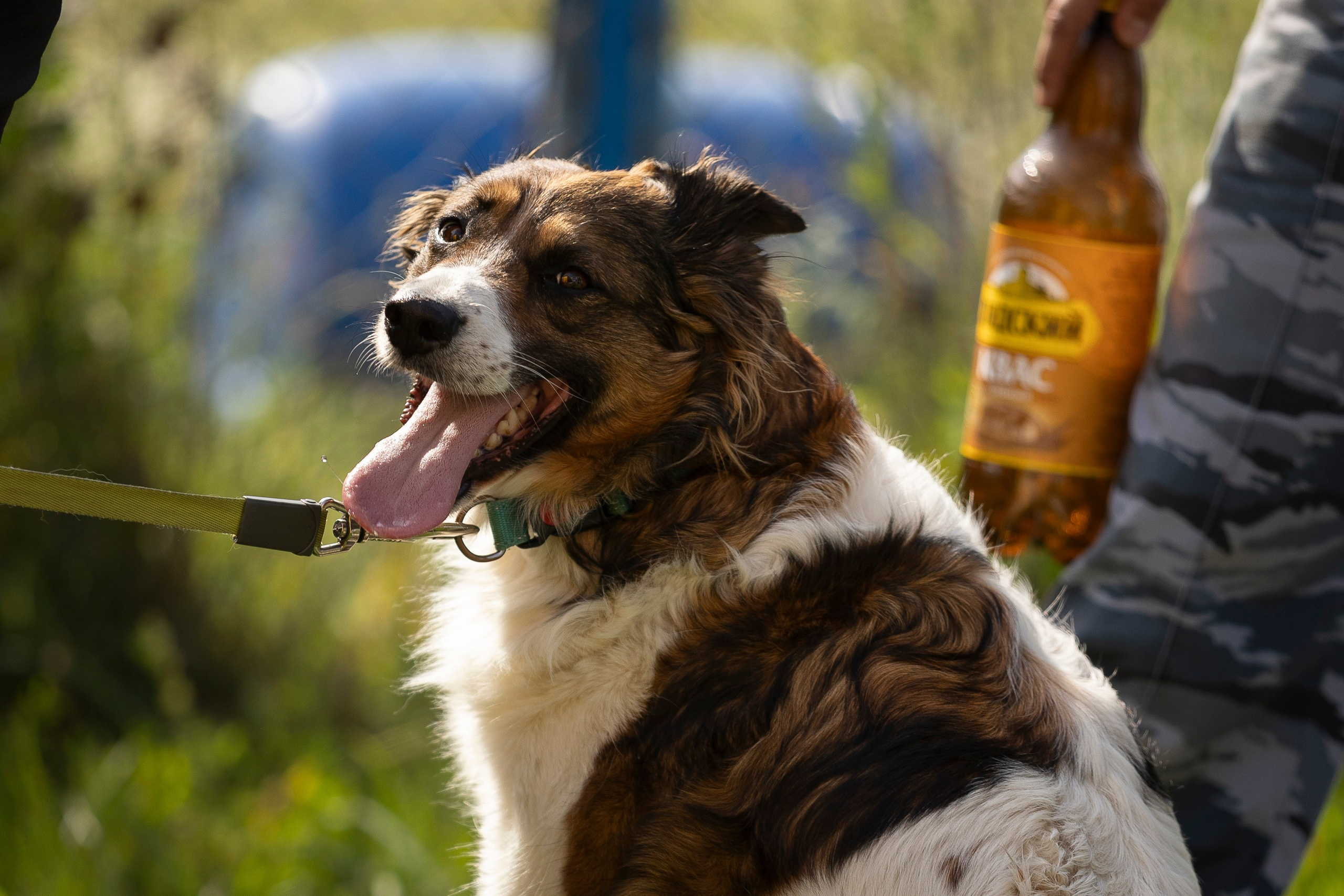 Семинар по поиску ВВ. Фотограф анималист, семейный фотограф, фотограф собак Комратова Мария. г. Москва