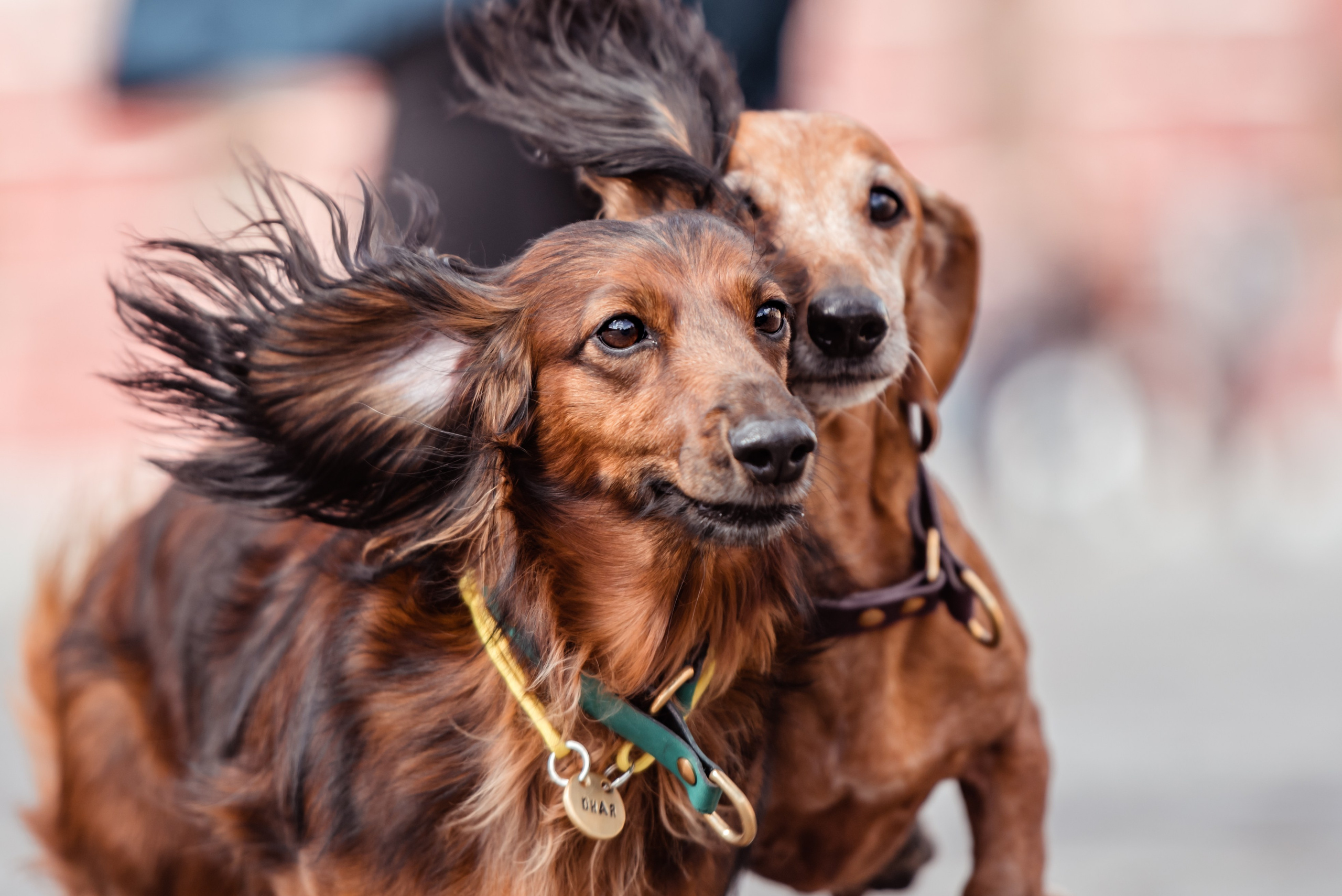 Таксы на Красной площади. Семейный Фотограф в Москве Ирина Хохлова