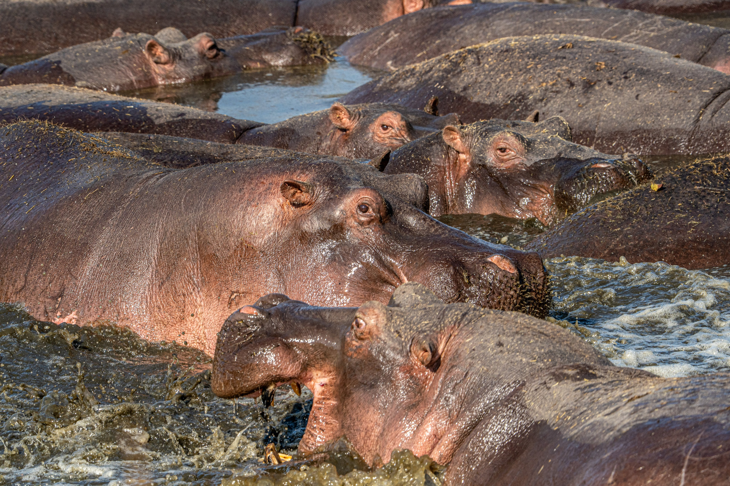 Танзания, сафари, 2025. Творческие сьемки