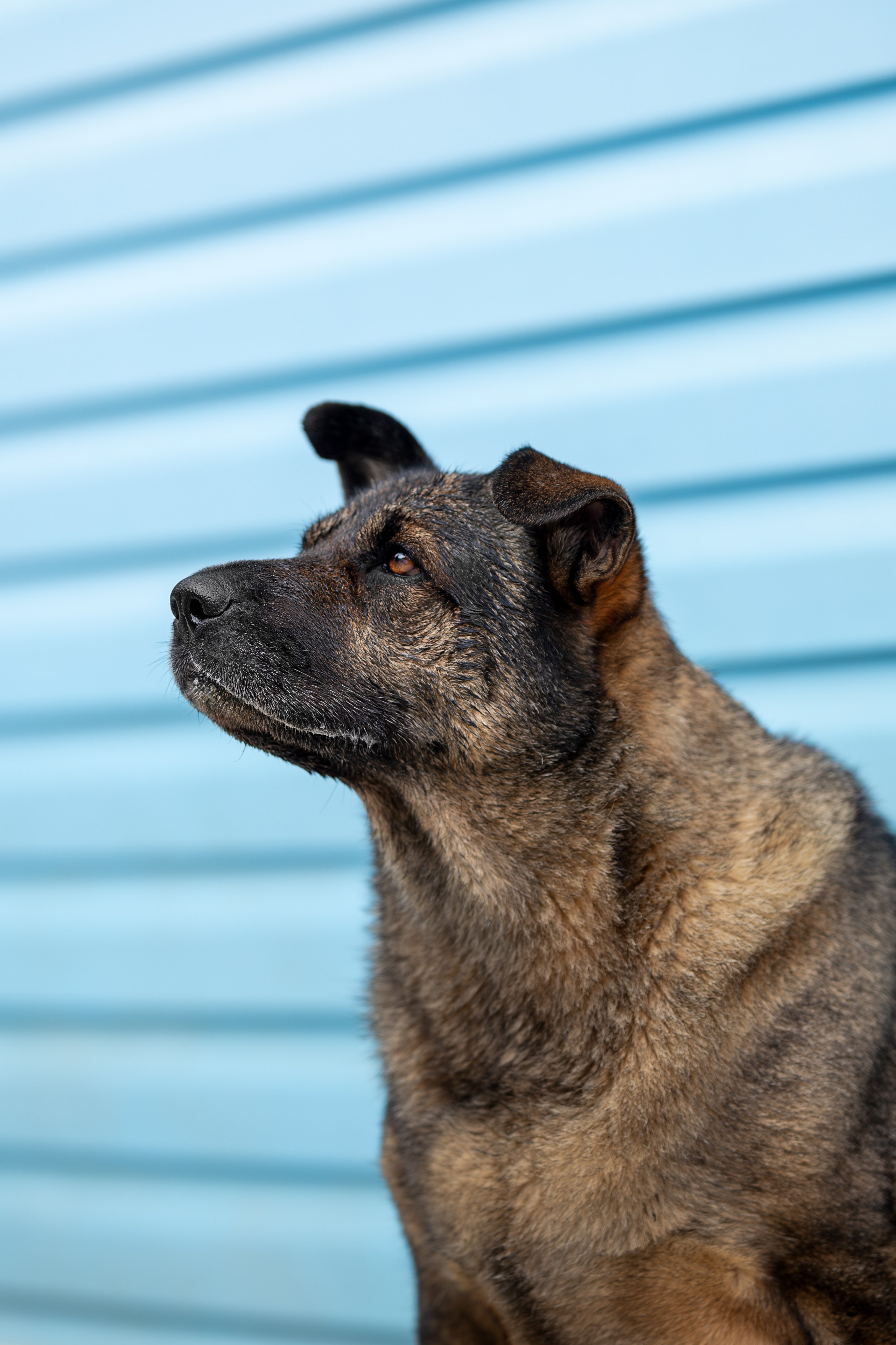 Мини-приют «Возрождение». Ирина Голомб|Фотограф-анималист в  Сочи и Калининграде