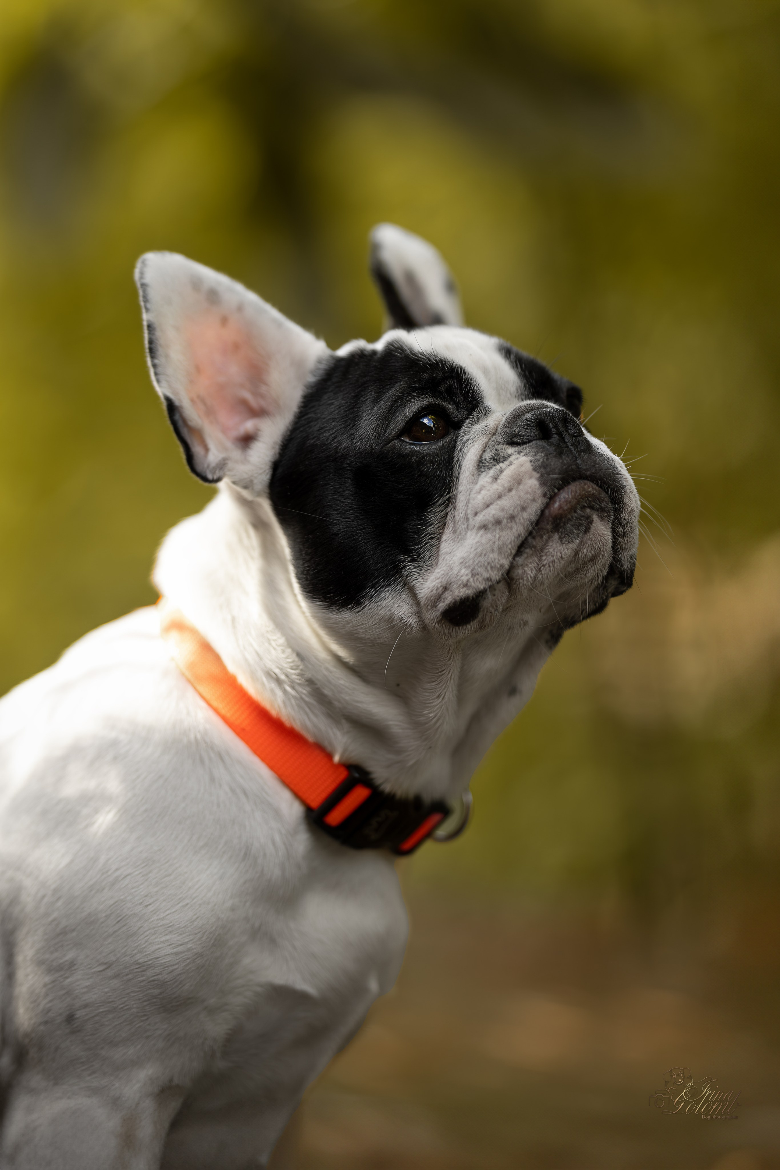 Французский Бульдог Инди. Ирина Голомб|Фотограф-анималист в  Сочи и Калининграде