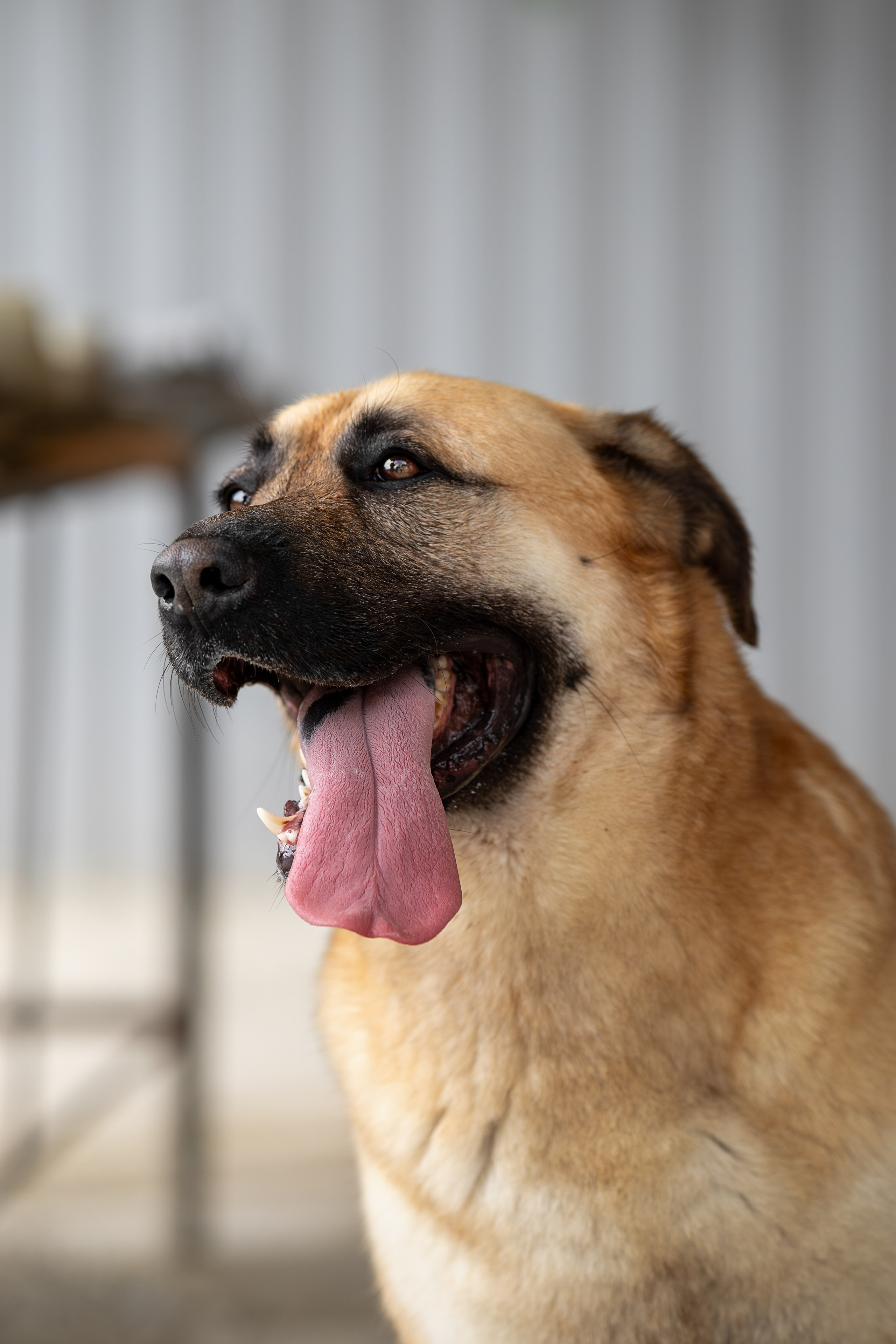 Мини-приют «Возрождение». Ирина Голомб|Фотограф-анималист в  Сочи и Калининграде