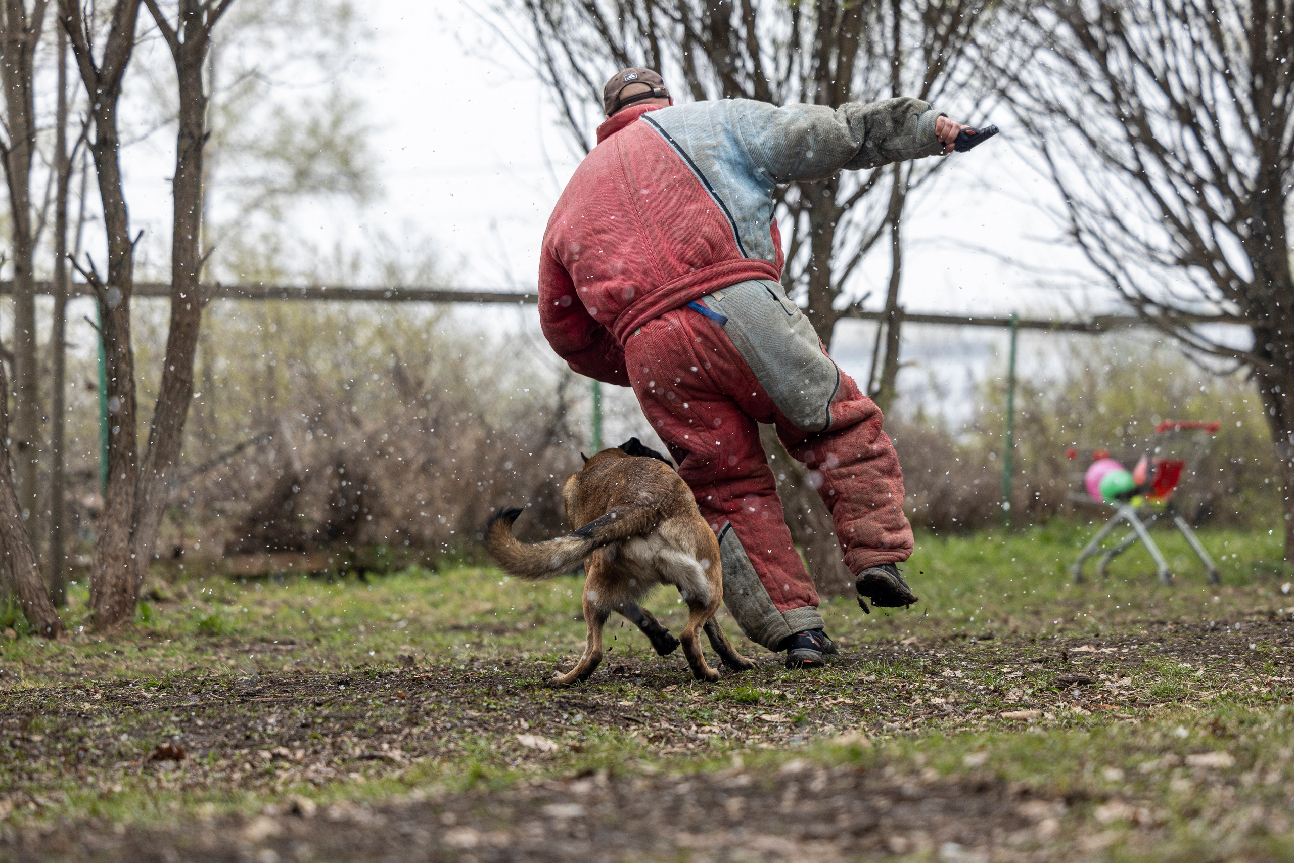 Квалификационные состязания по мондьорингу г. Вологда 11.05.24. Фотограф-анималист Анна Маринич