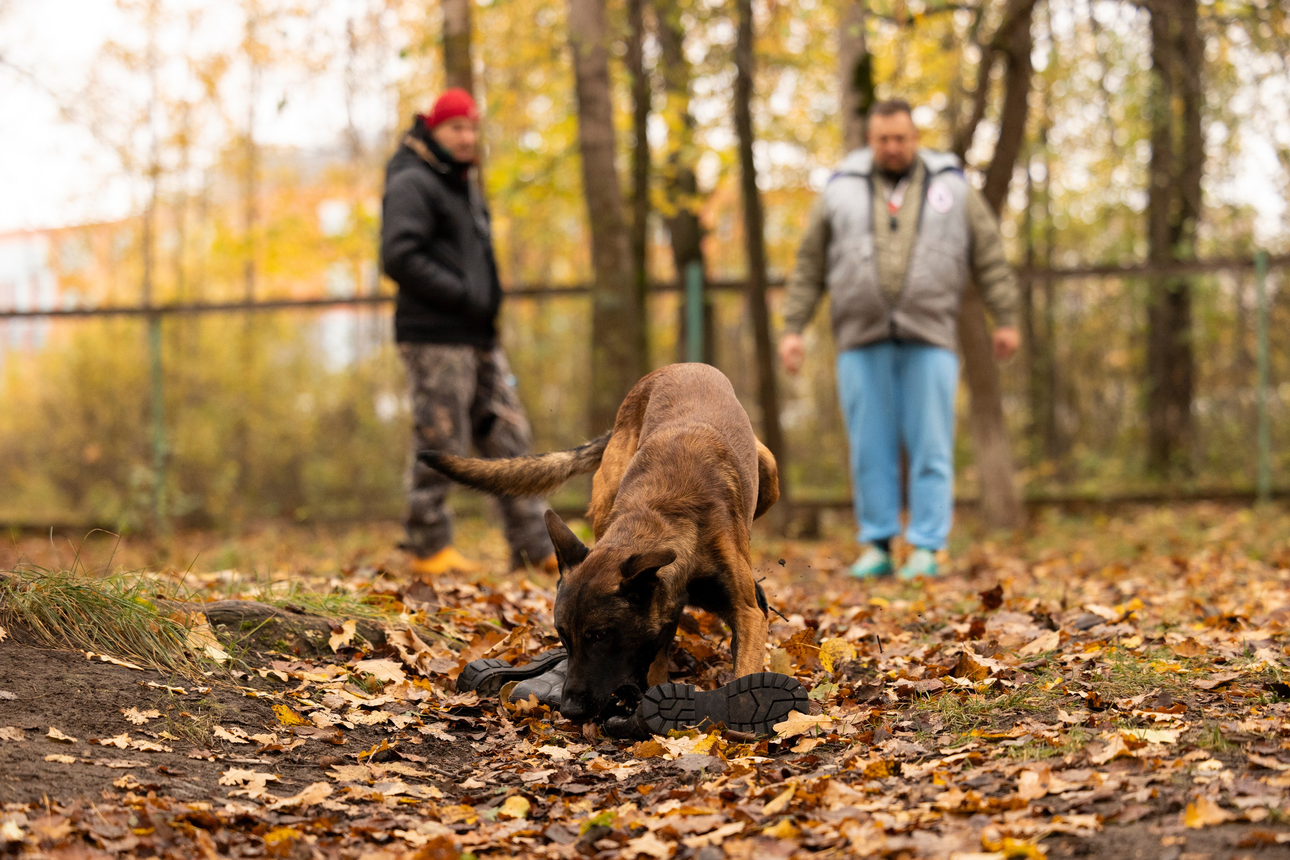 Соревнования по Мондьорингу г. Вологда. Фотограф-анималист Анна Маринич