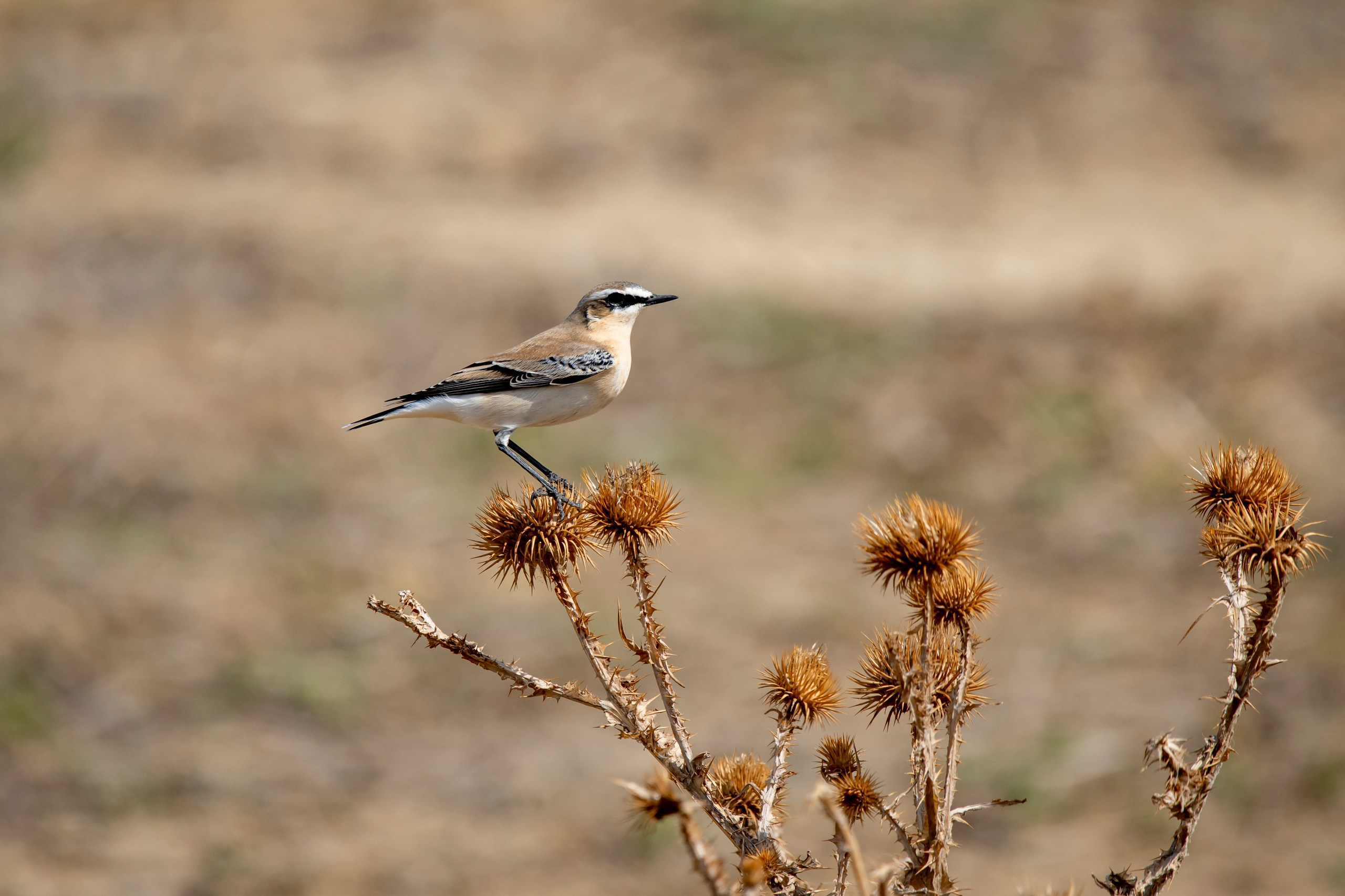 Природа Дагестана, сентябрь 2024. Foto-Zuev фотография как искусство