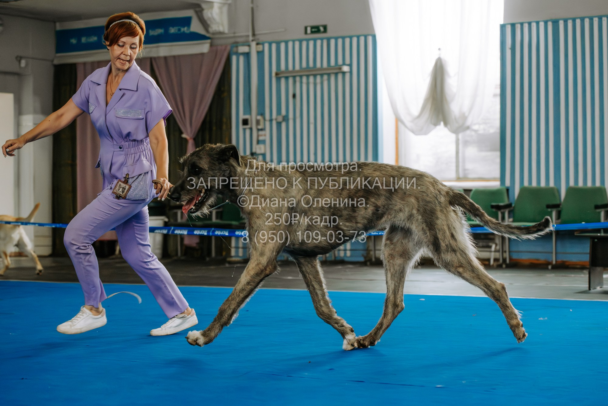 Национальная выставка собак всех пород ранга САС-IKU «Кубок Красноярск. Фотограф Диана Оленина Красноярск / Братск