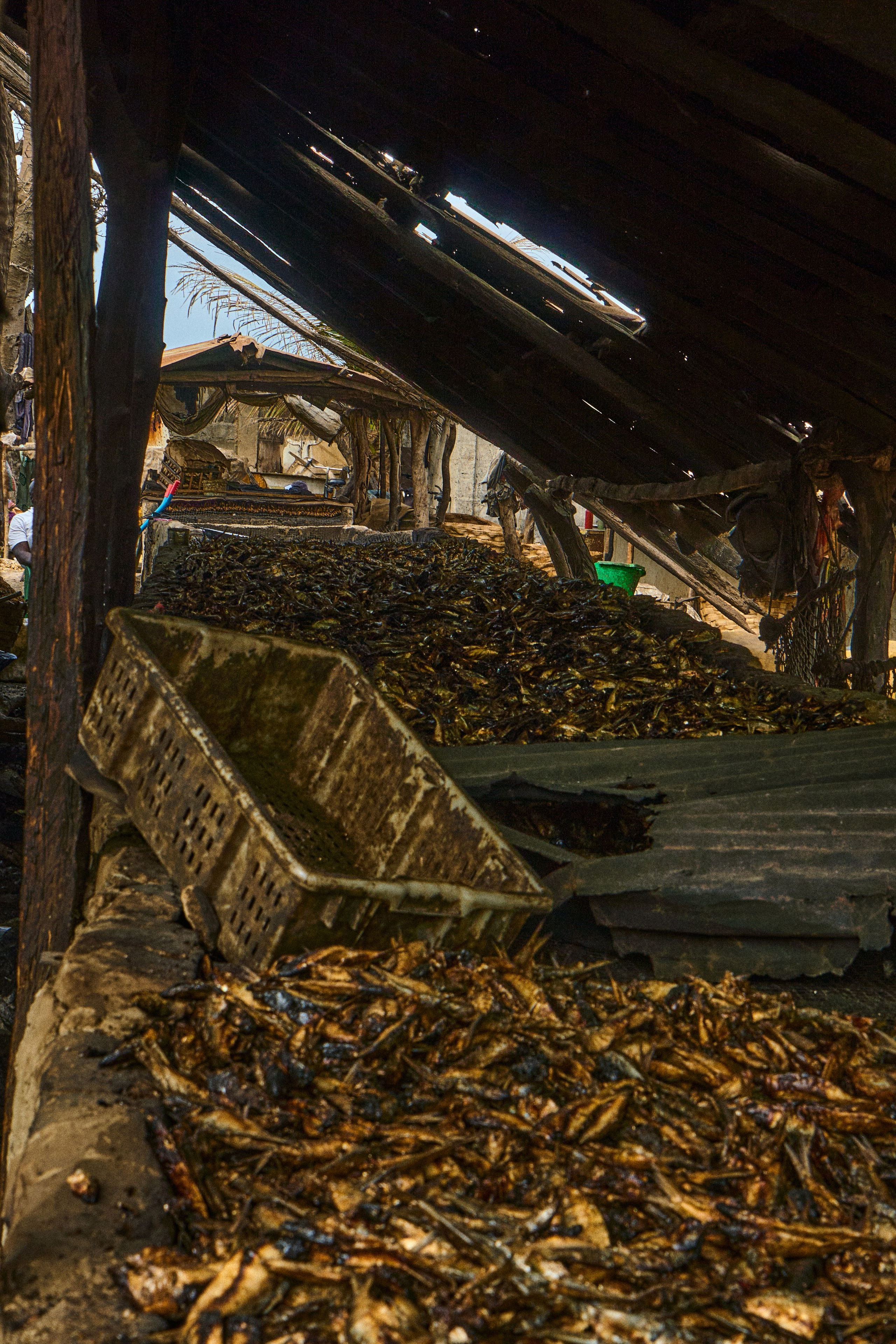 Guinea-Bissau. See the moment and catche. commercial and reportage