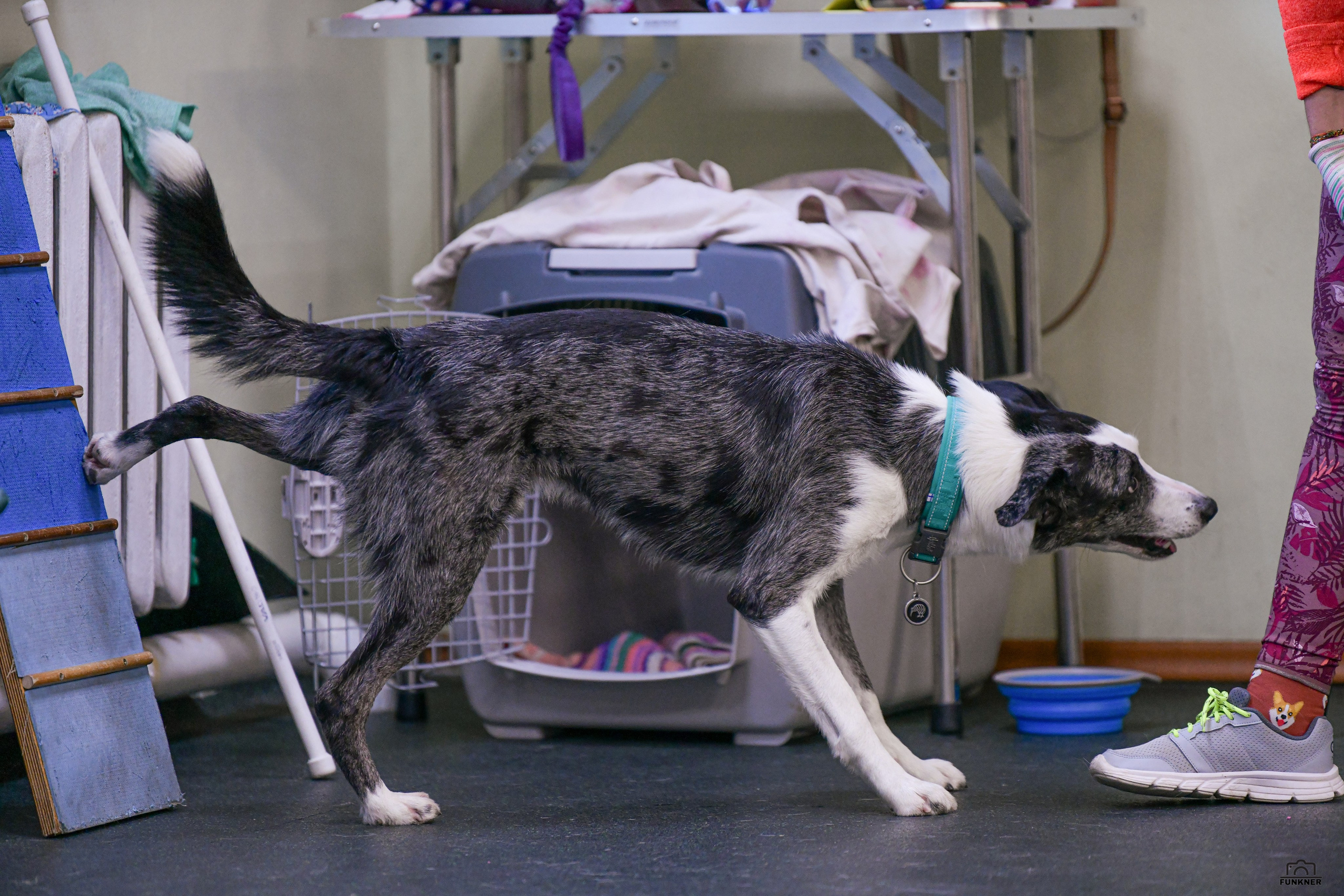 Кинологический клуб «Бодрый хвост». Свой взгляд через объектив