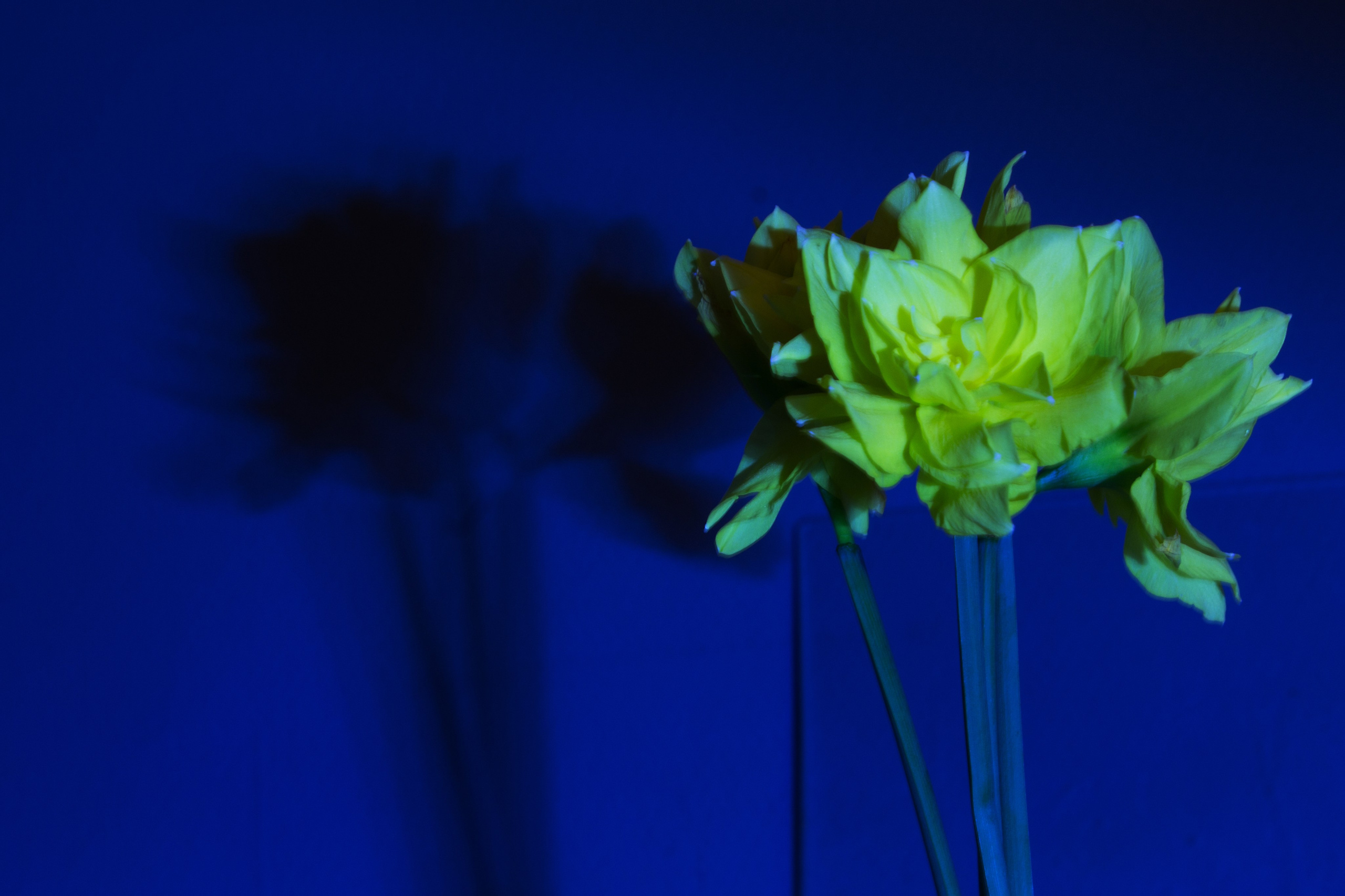 Цветы, колосья и все, что растет. Фотограф Старый Оскол Мавлыга Мария