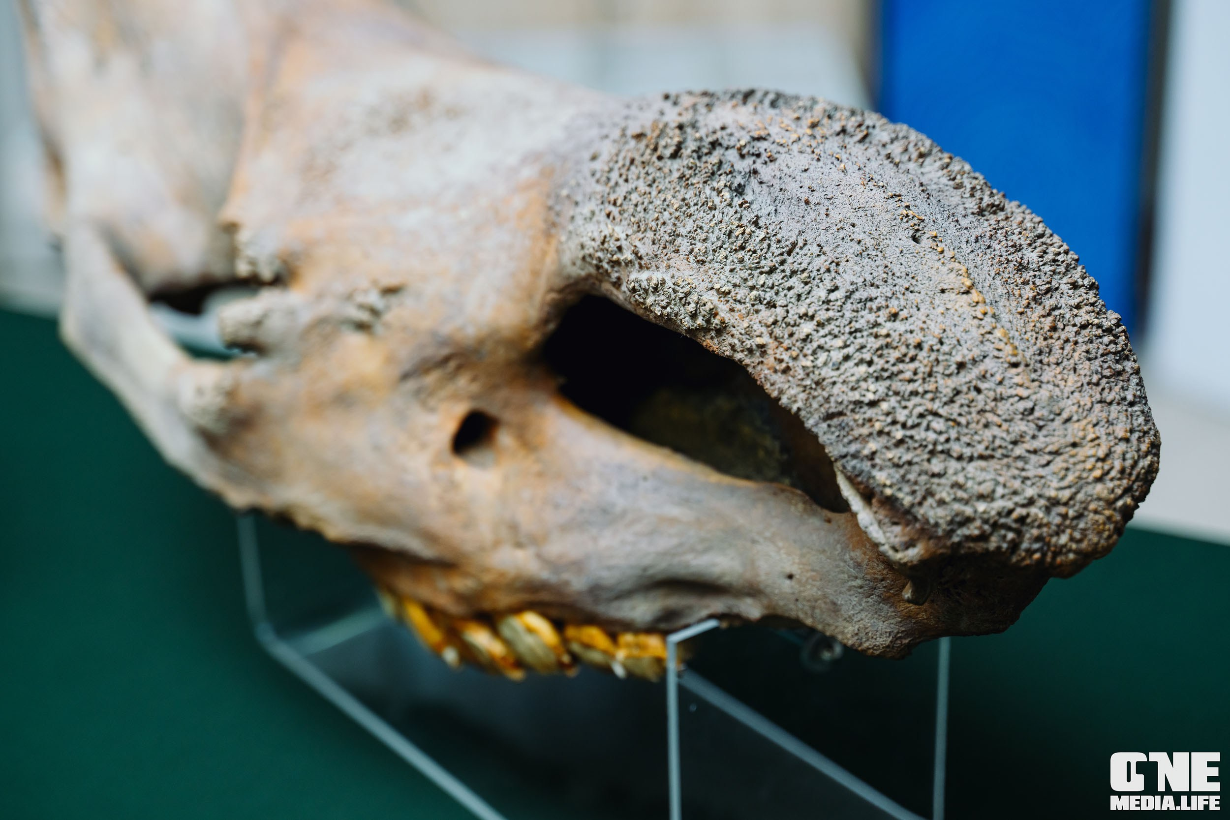 Балтийский Культурный Форум 2024. One Media Life: фоторепортажи, фотоотчеты с мероприятий и заведений