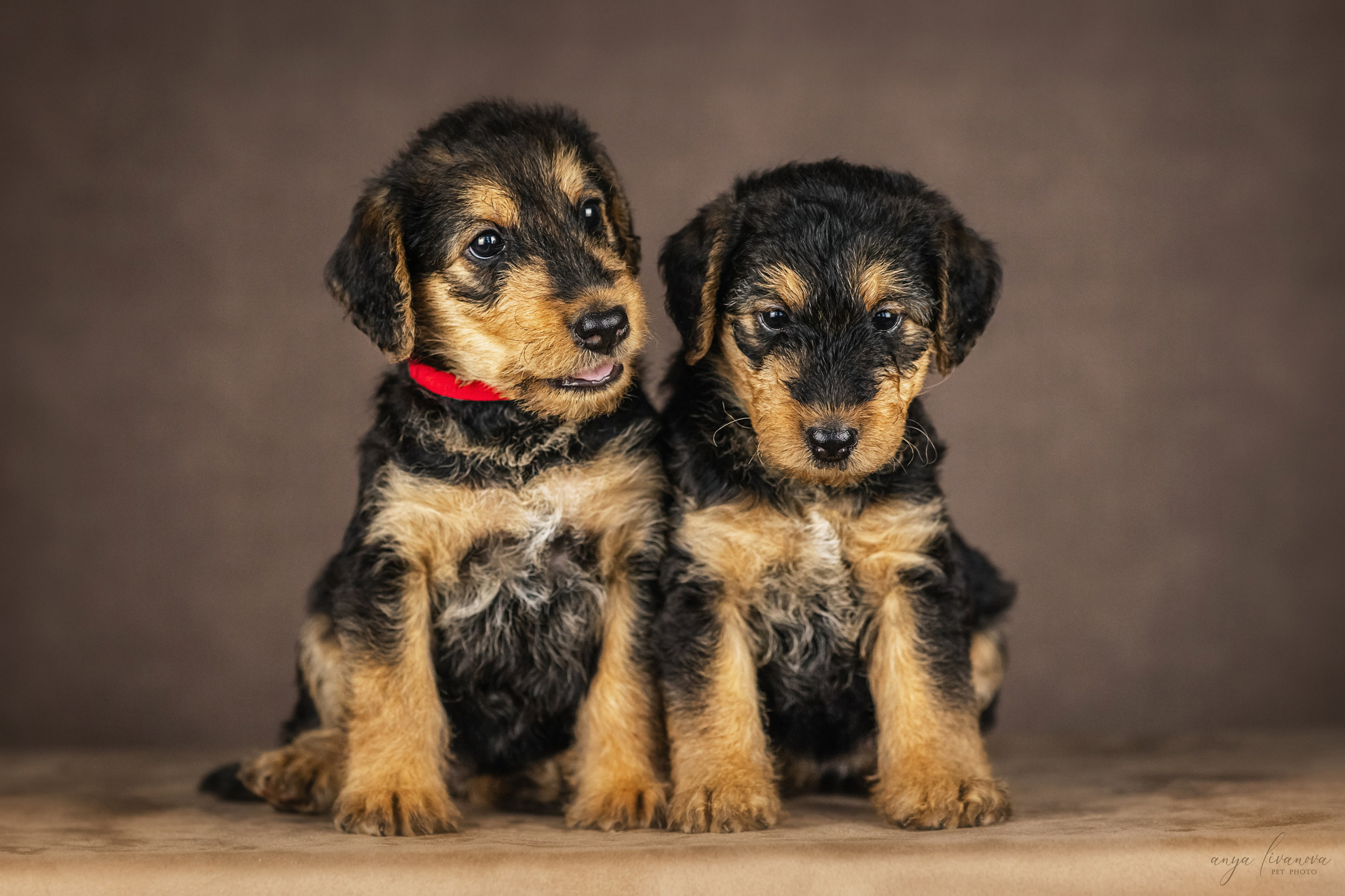 Эрдели. Фотограф анималист Аня Ливанова | Рыбинск