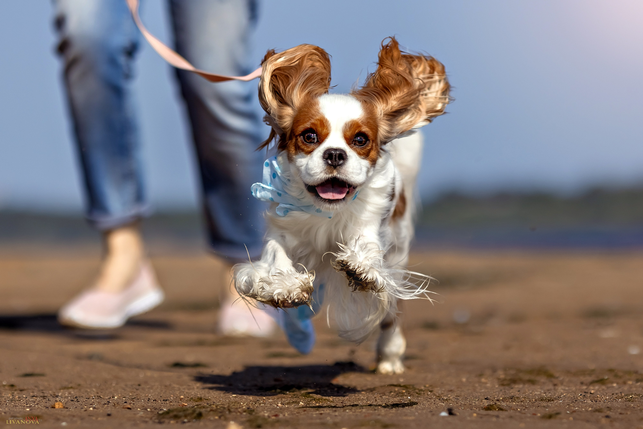 Аня и Миля. Фотограф анималист Аня Ливанова | Рыбинск