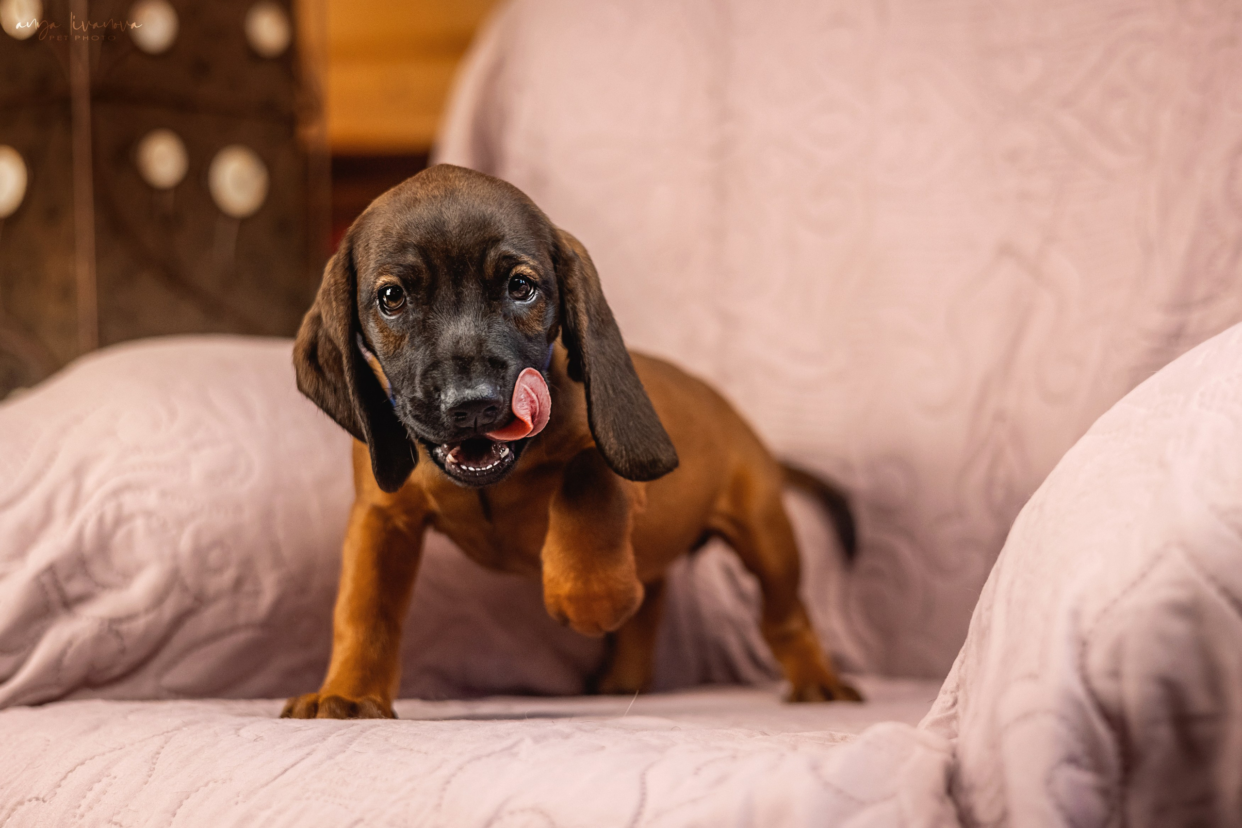 Баварцы. Фотограф анималист Аня Ливанова | Рыбинск