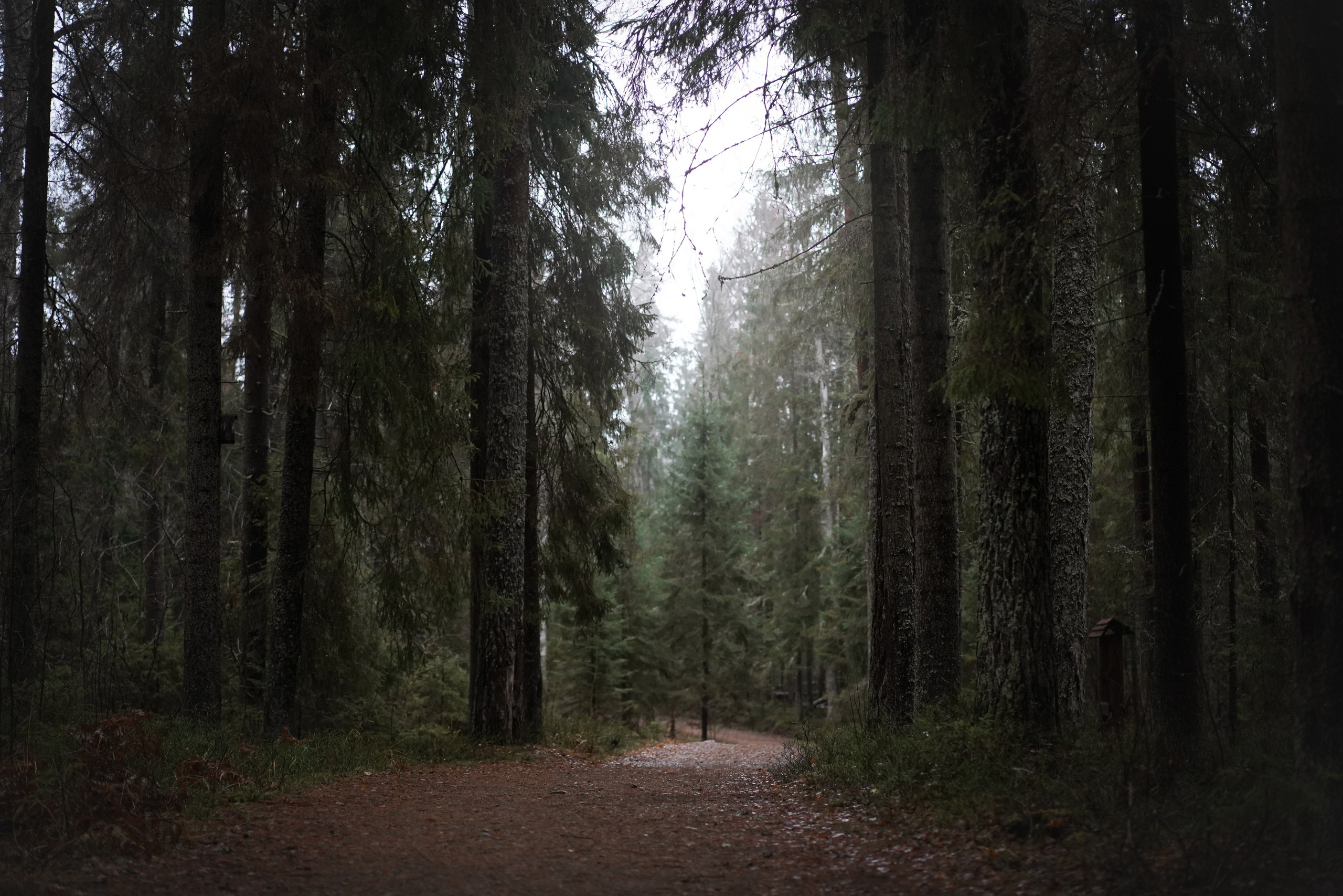 Панда Ноябрь. Фотограф-анималист в Санкт-Петербурге Яна Мартынова