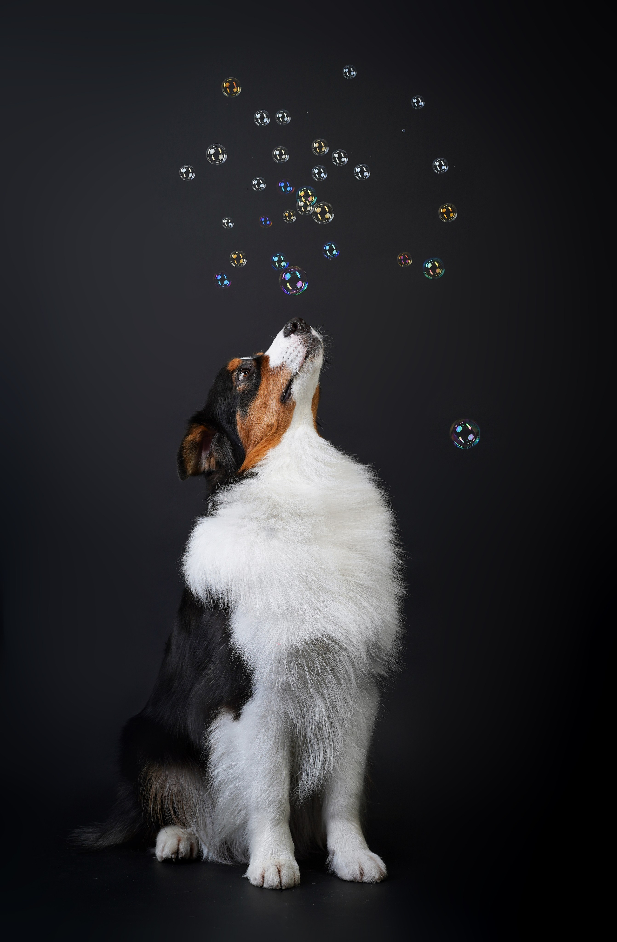 Аусси Бэст. Фотограф-анималист в Санкт-Петербурге Яна Мартынова