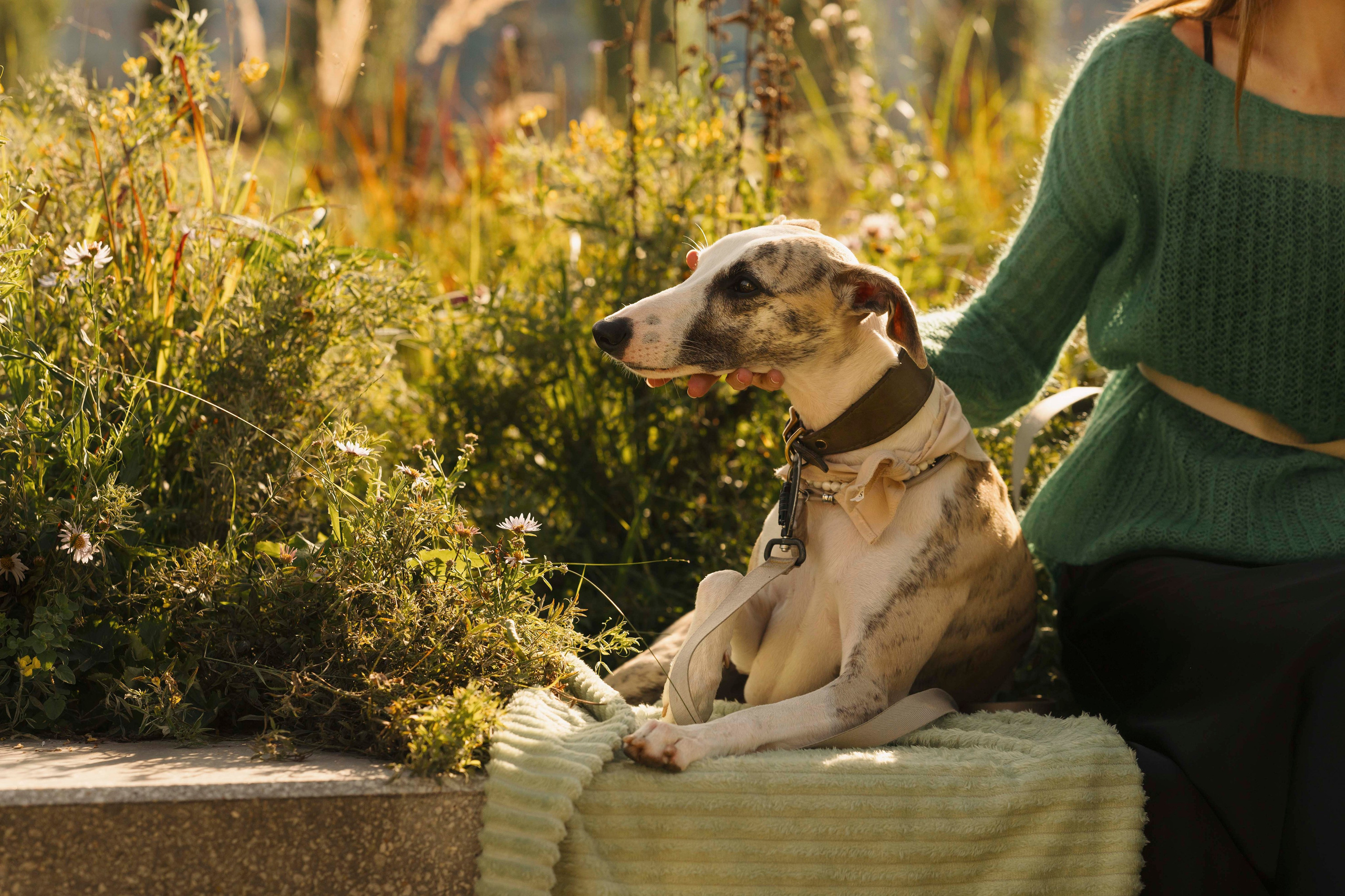 Нева и Персей. Фотограф- анималист Александра Матвеева