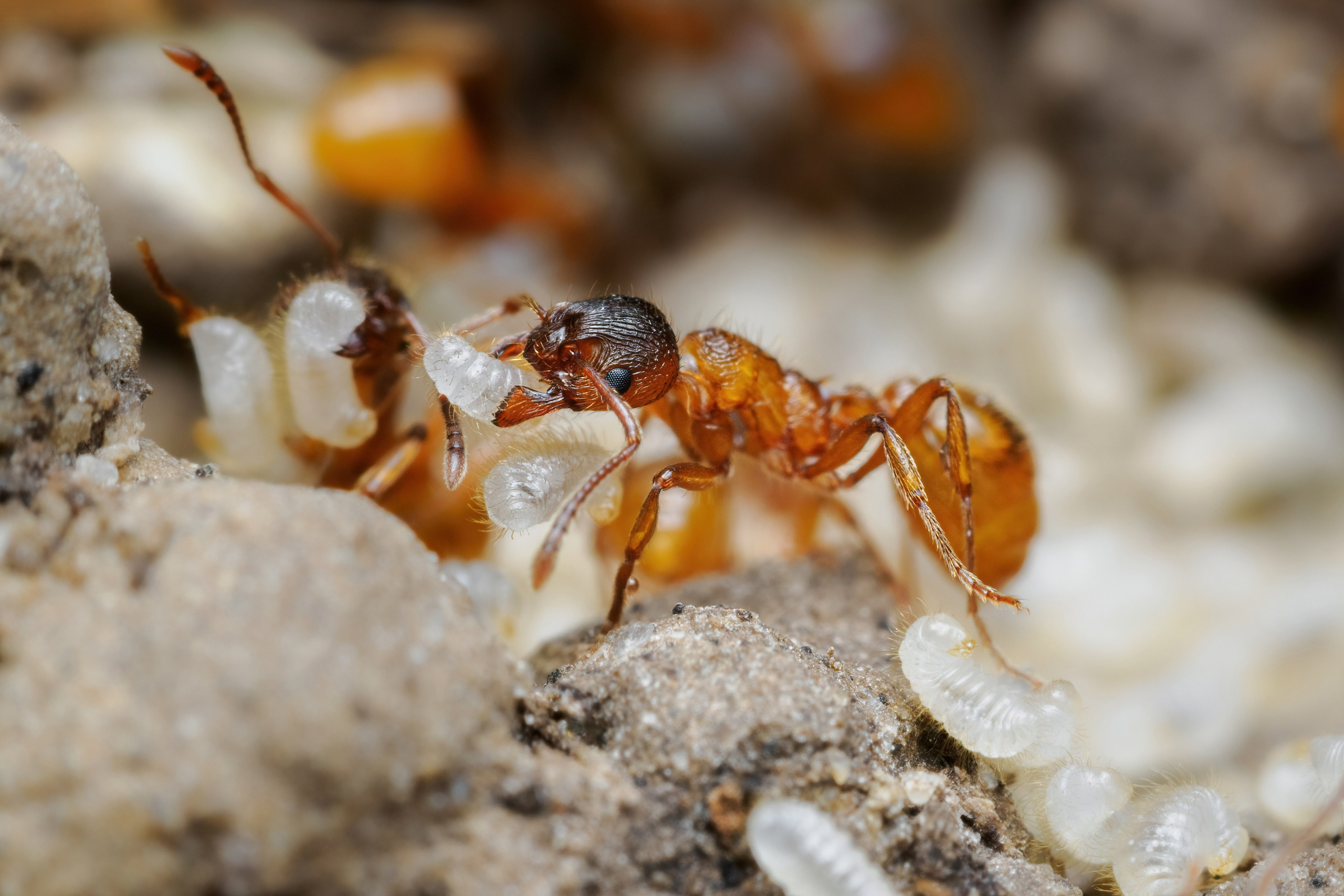 Рыжая мирмика с куколкой