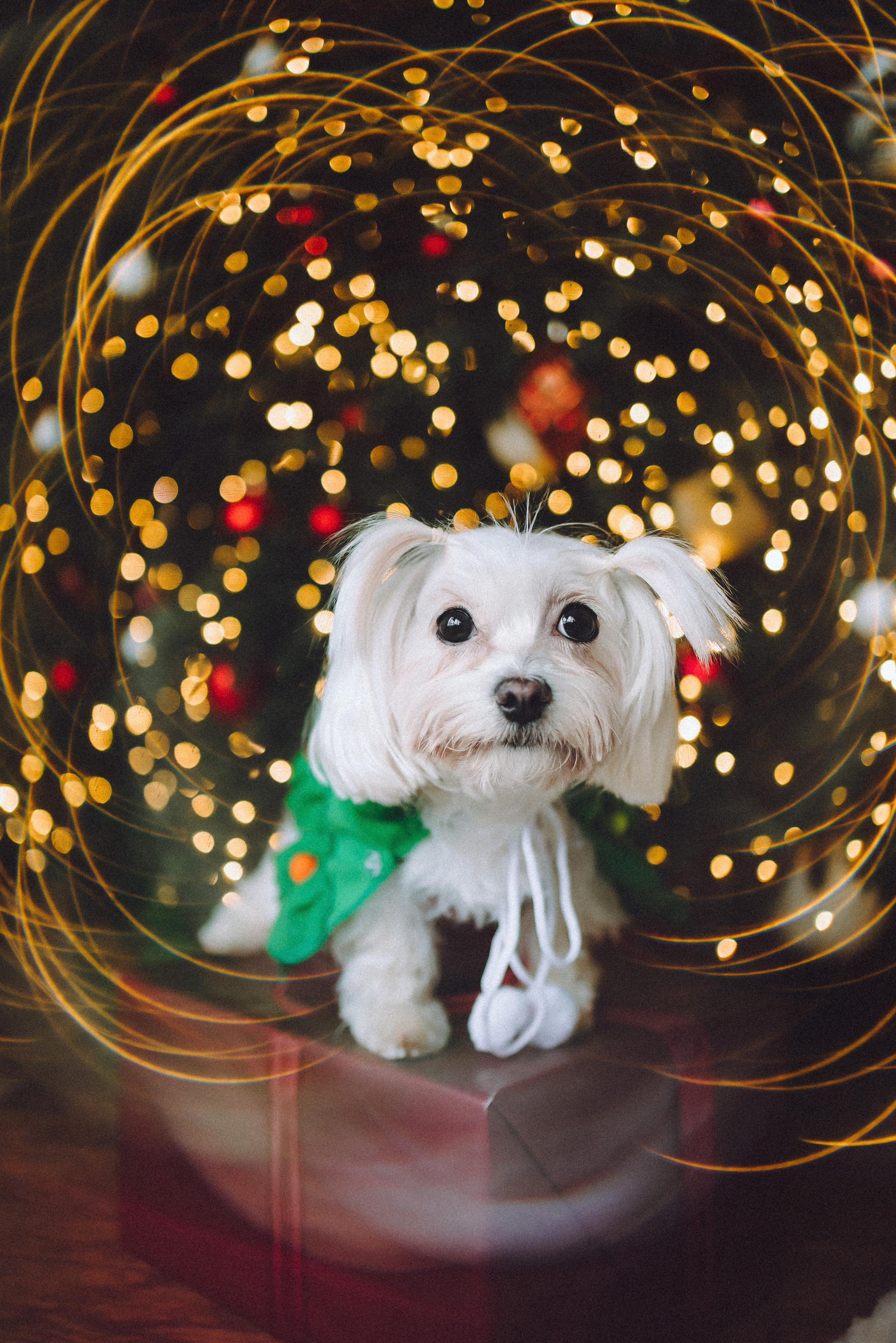 Констанция и Молли