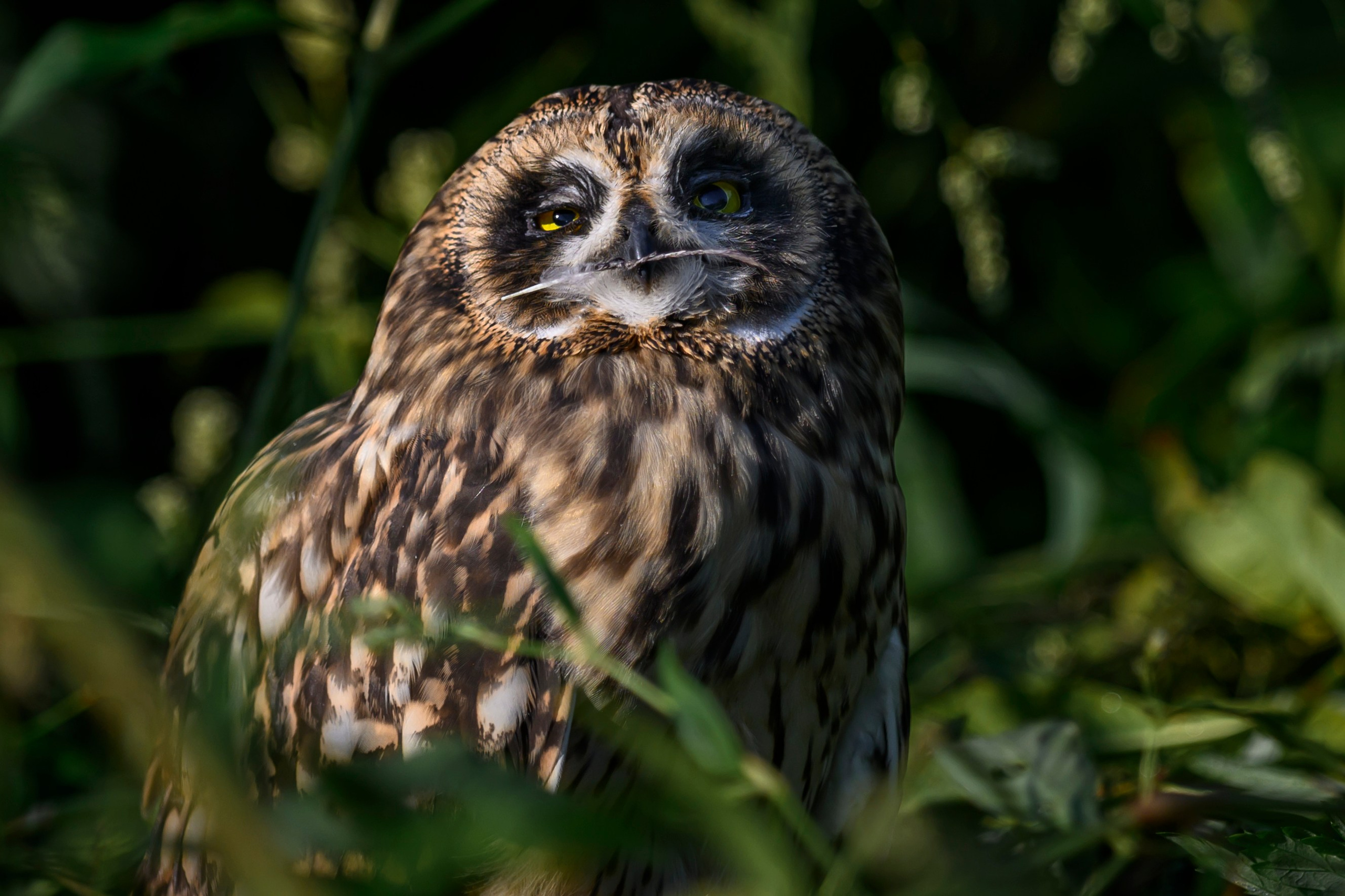 Short eared owl. Wildlife photography by Sergey Puponin