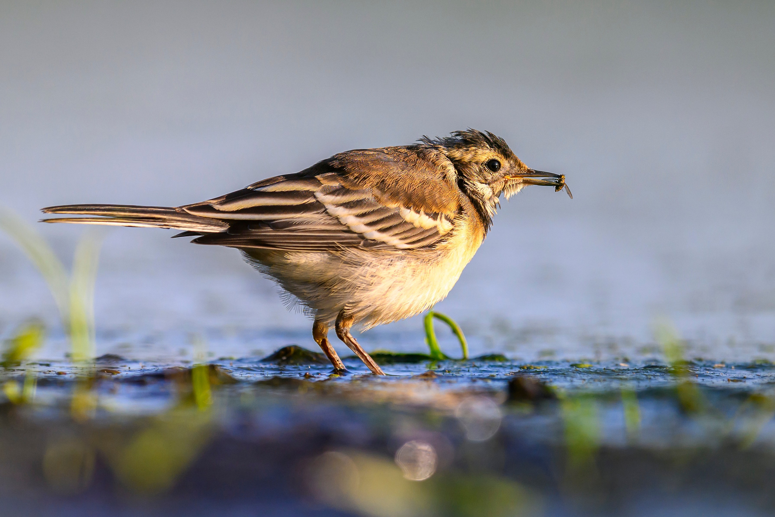 Птенец трясогузки, поручейник и фифи. Wildlife photography by Sergey Puponin