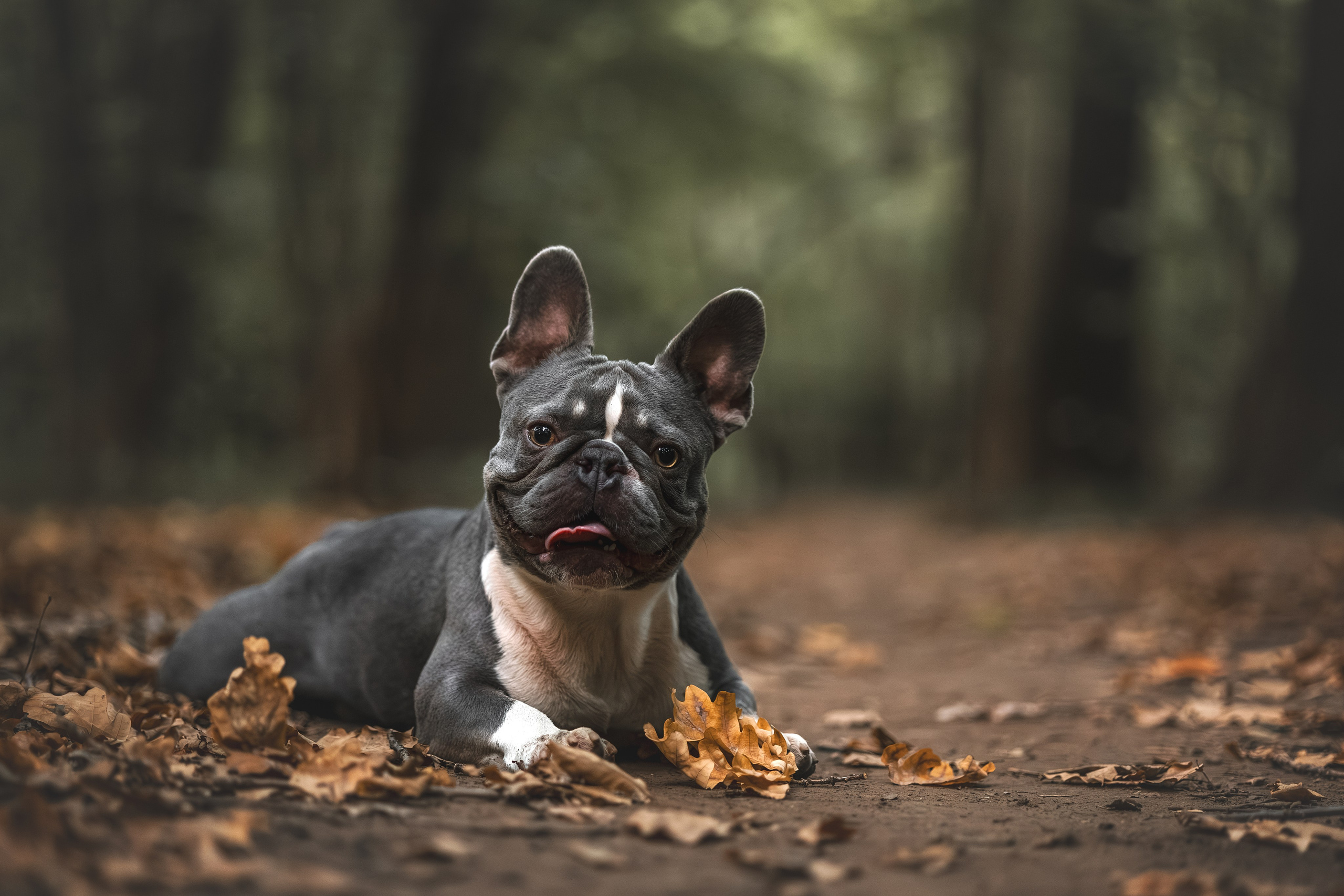 Французский Бульдог в Воронцовском парке (в обработке). Фотограф Анималист в Москве Анастасия Жучкова