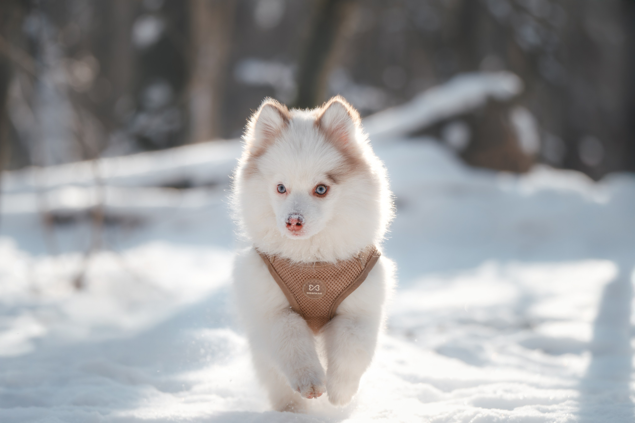 4 щенка помски. Прогулка в лесу. Фотограф Анималист в Москве Анастасия Жучкова